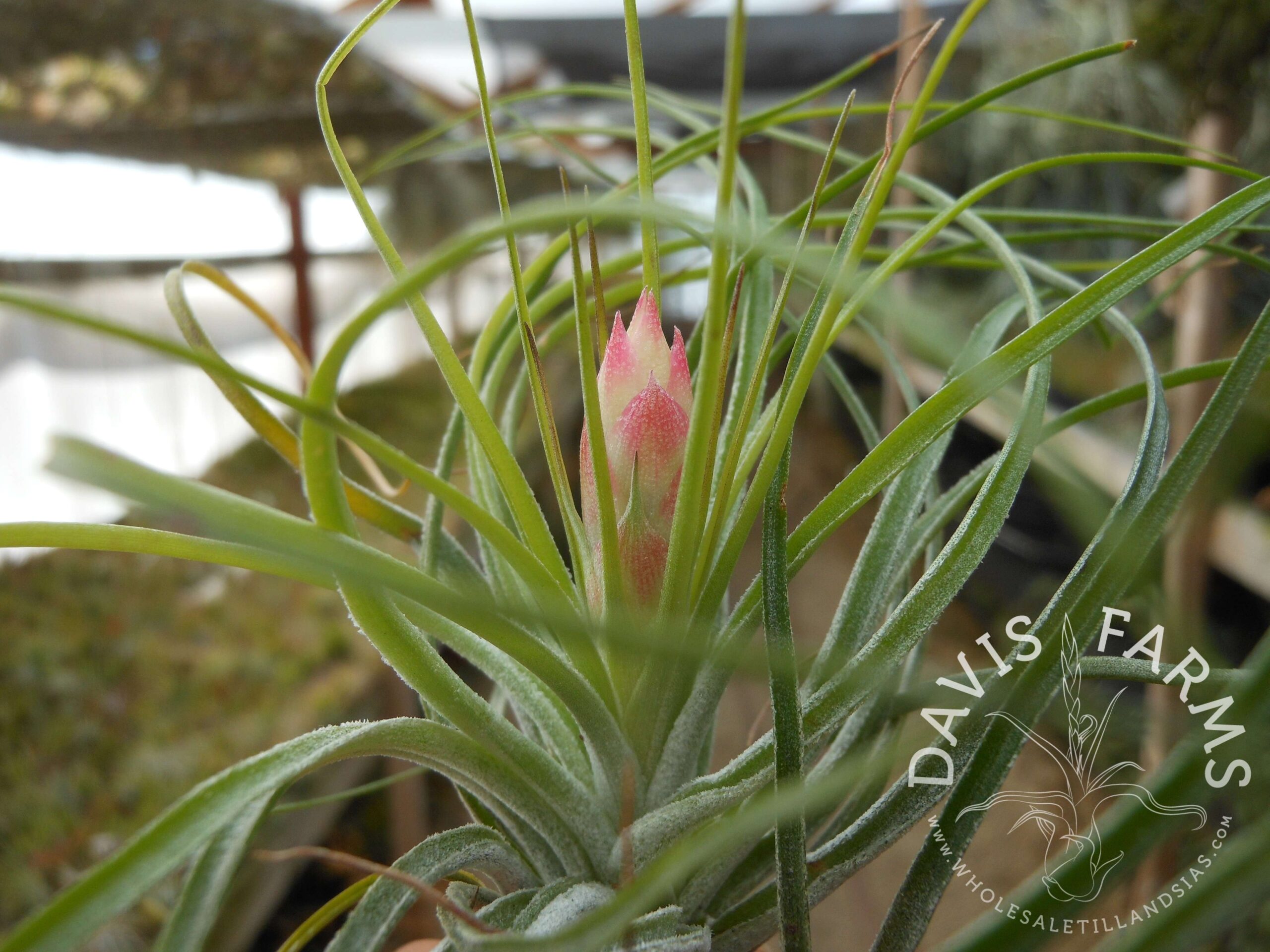 Tillandsia stricta green