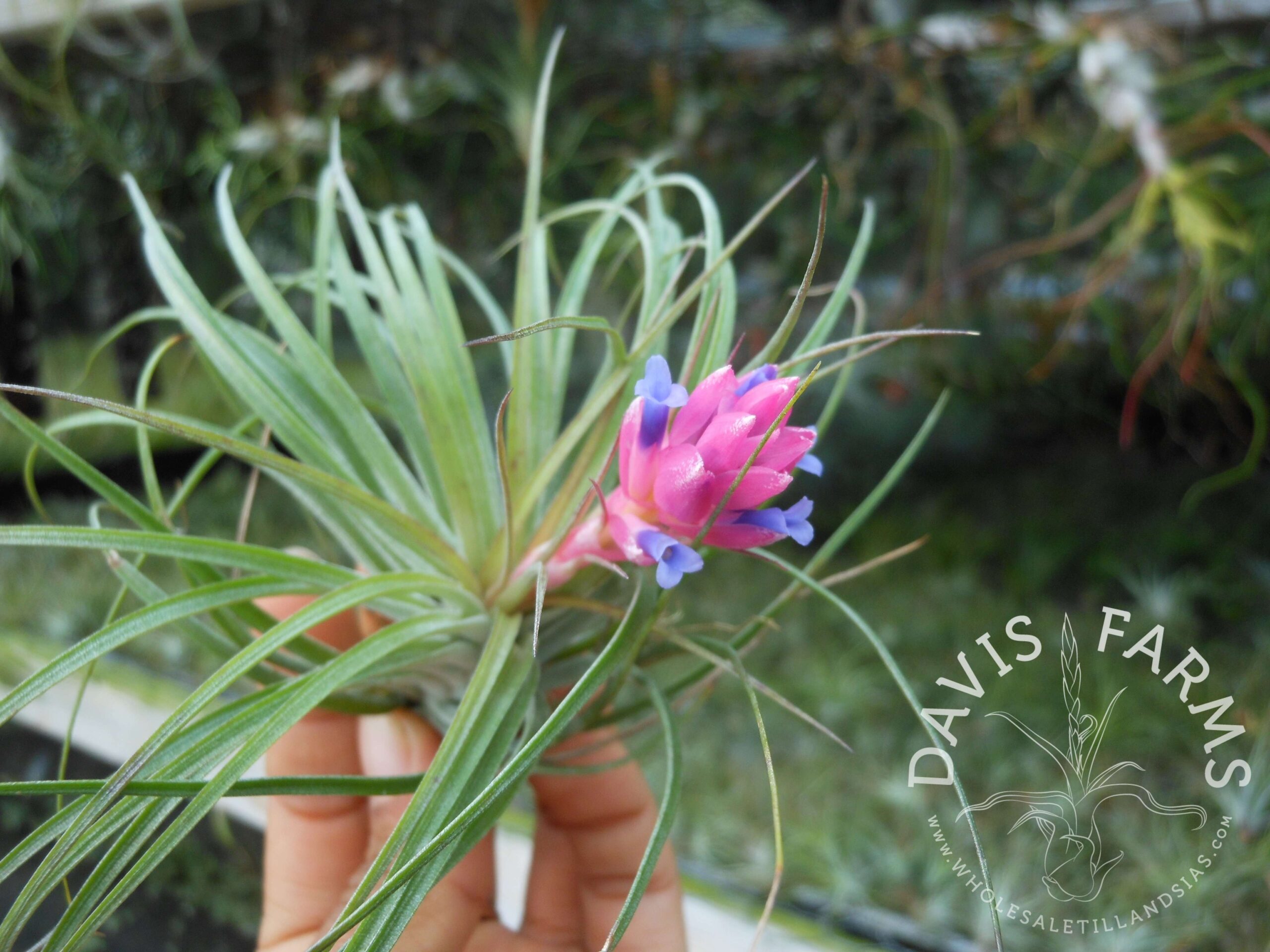 Tillandsia stricta green