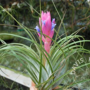 Tillandsia stricta green