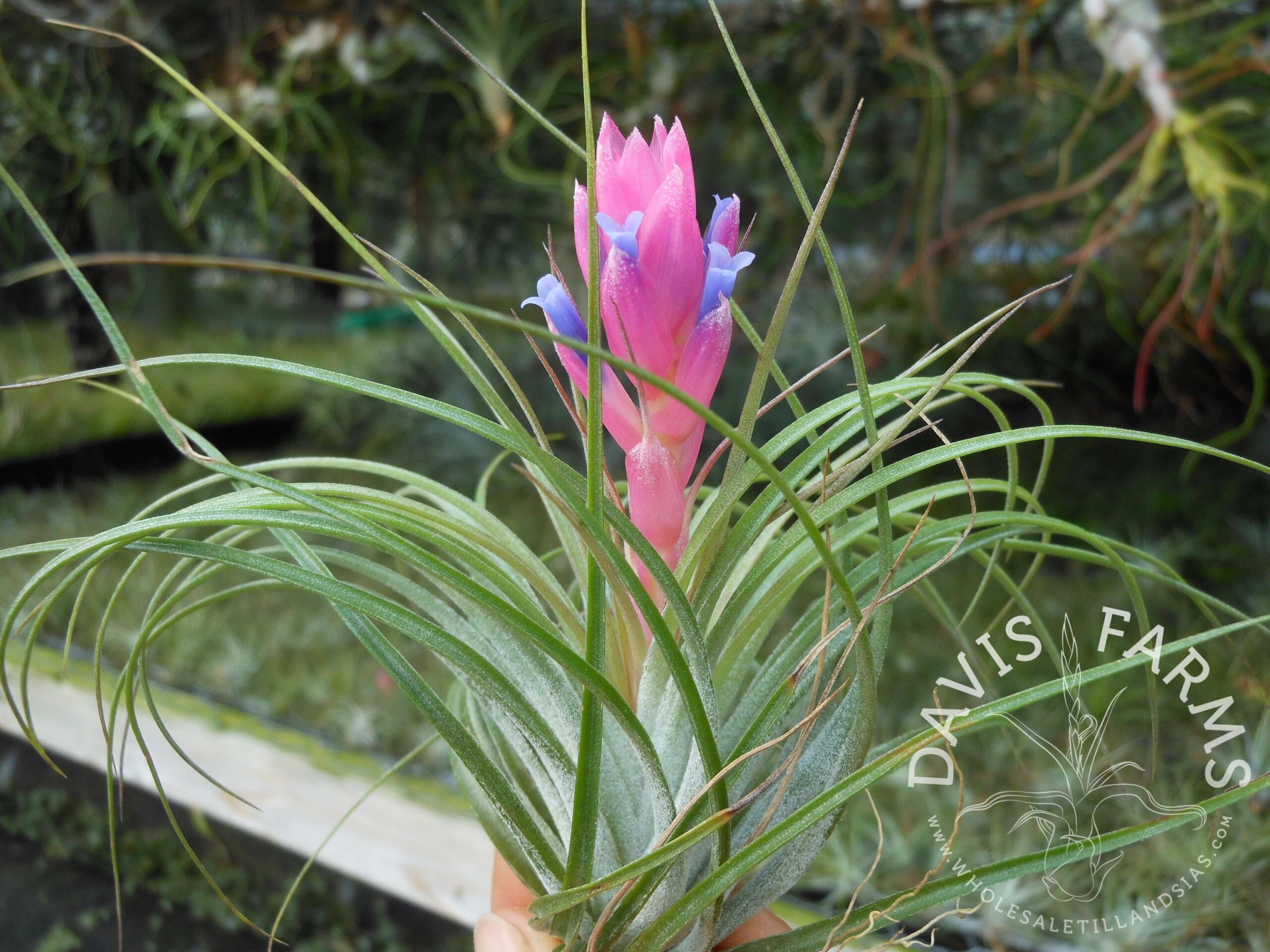 Tillandsia stricta green