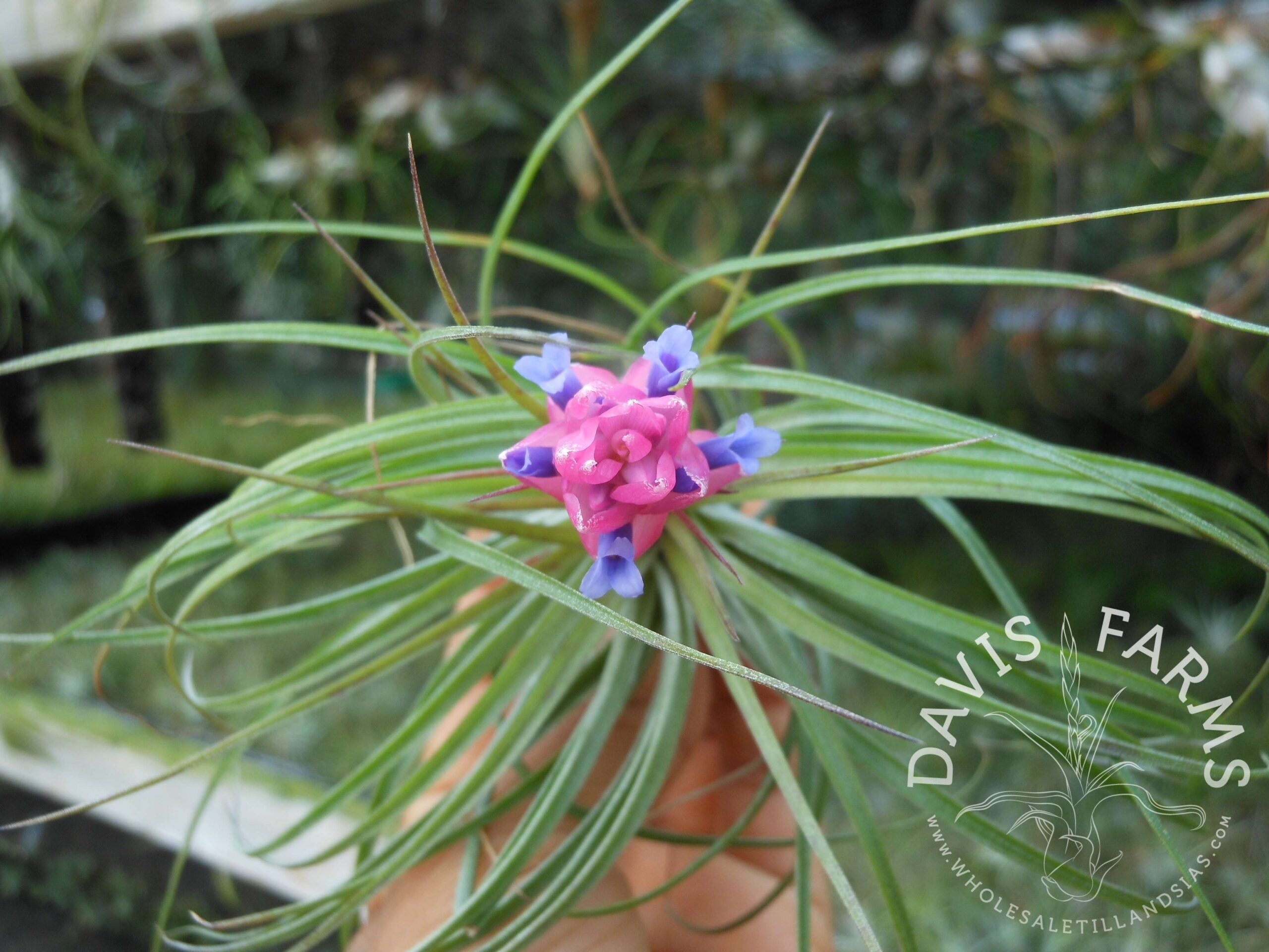 Tillandsia stricta green