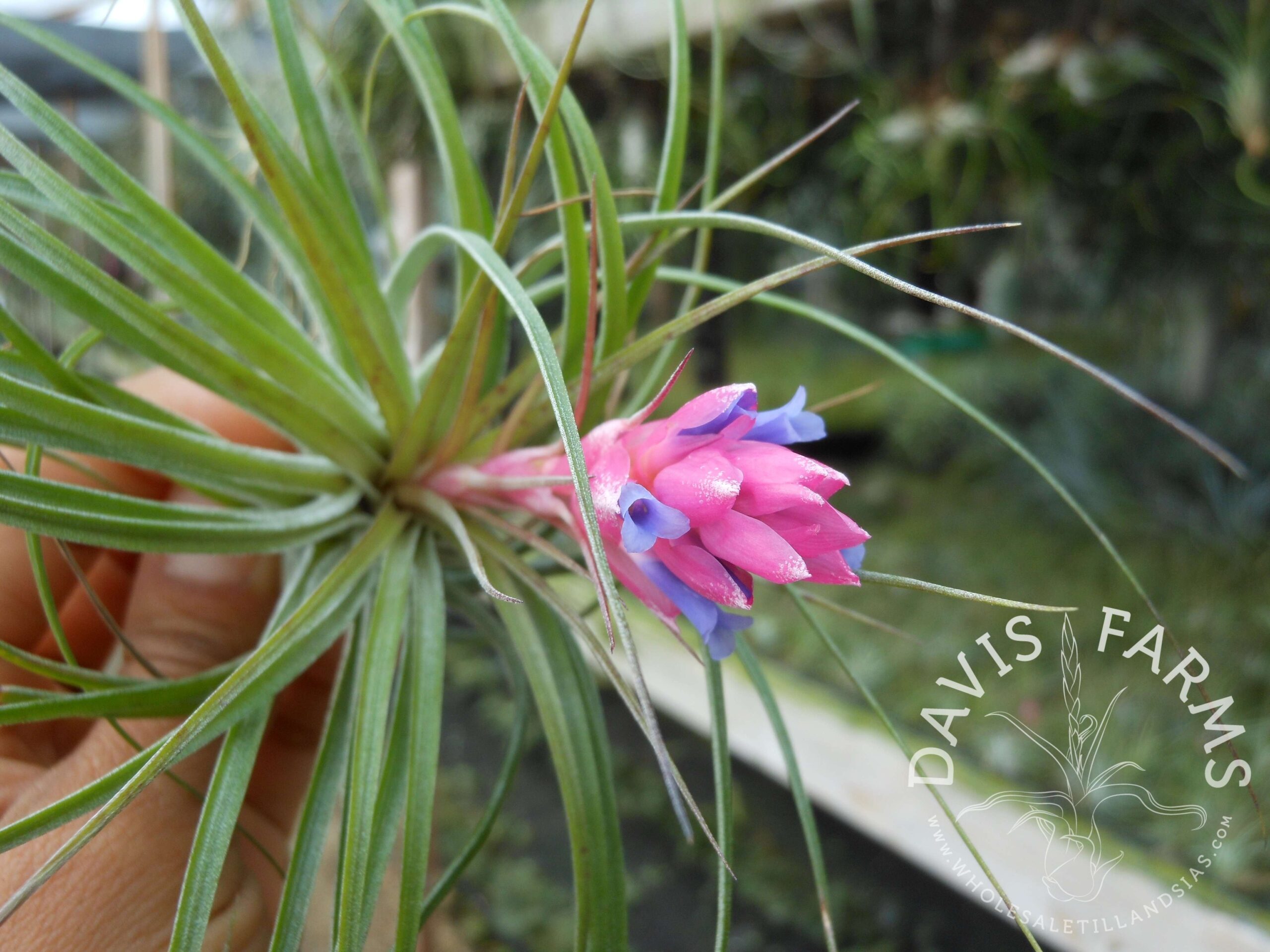 Tillandsia stricta green