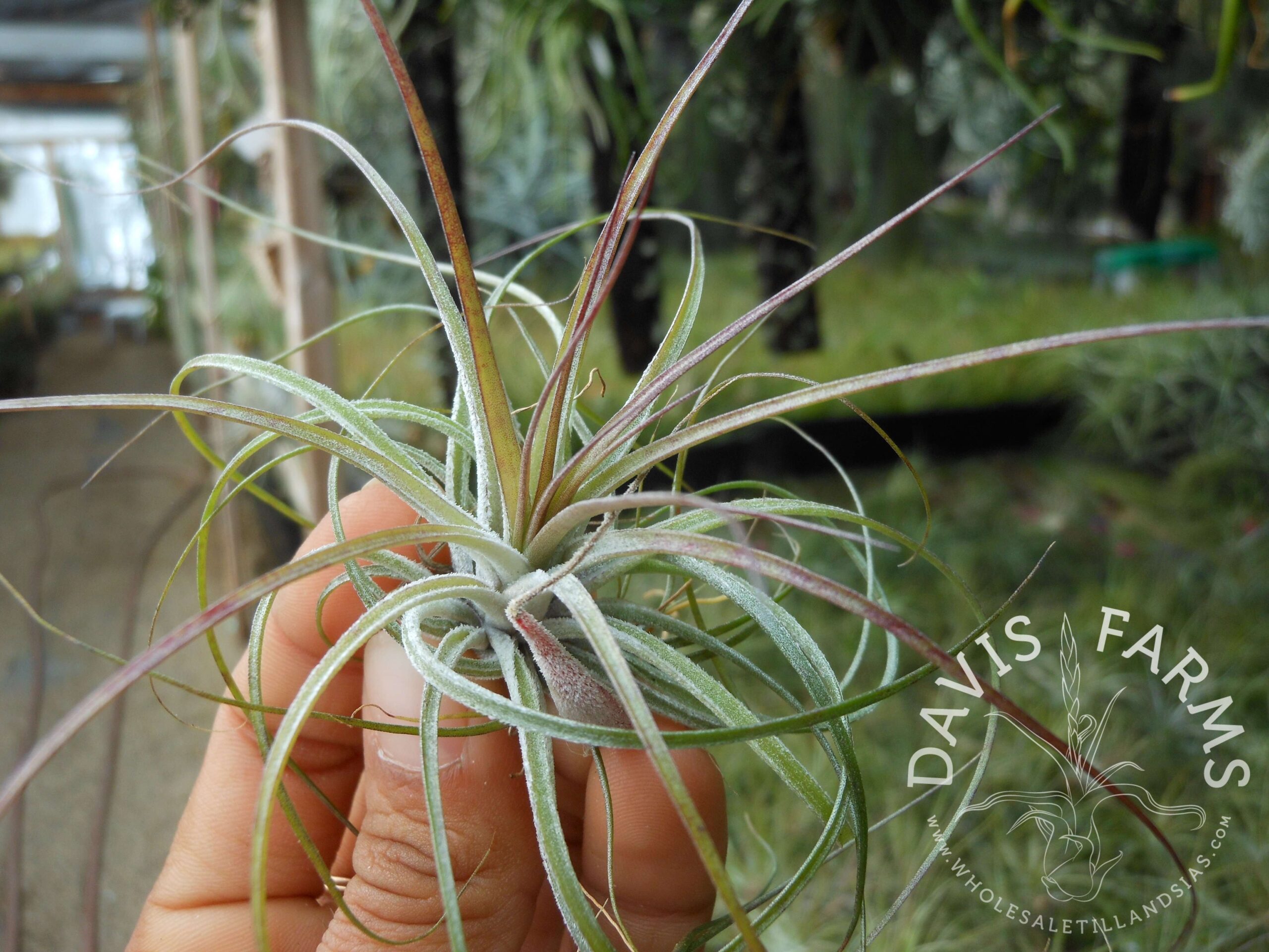 Tillandsia stricta green