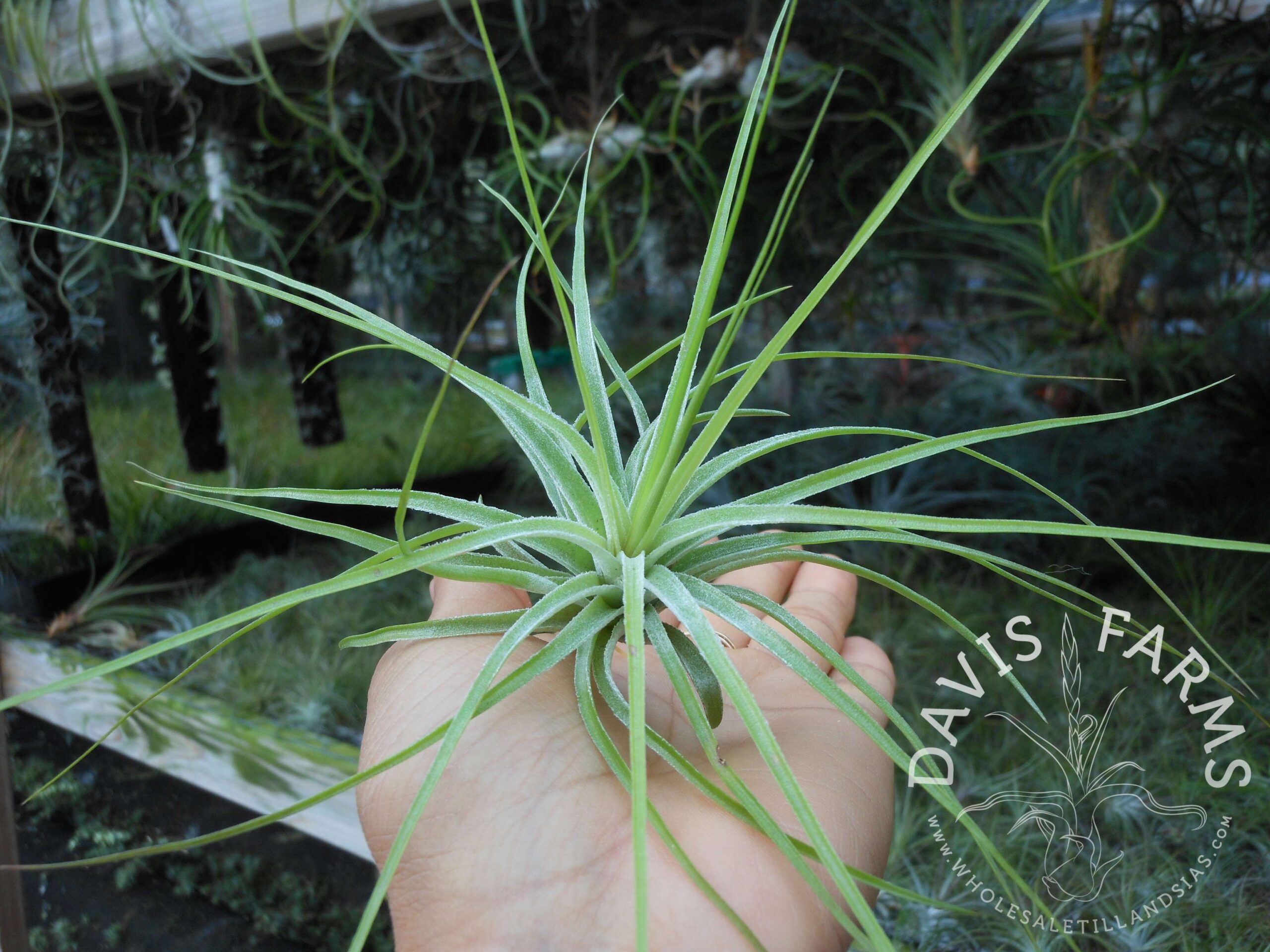 Tillandsia stricta green
