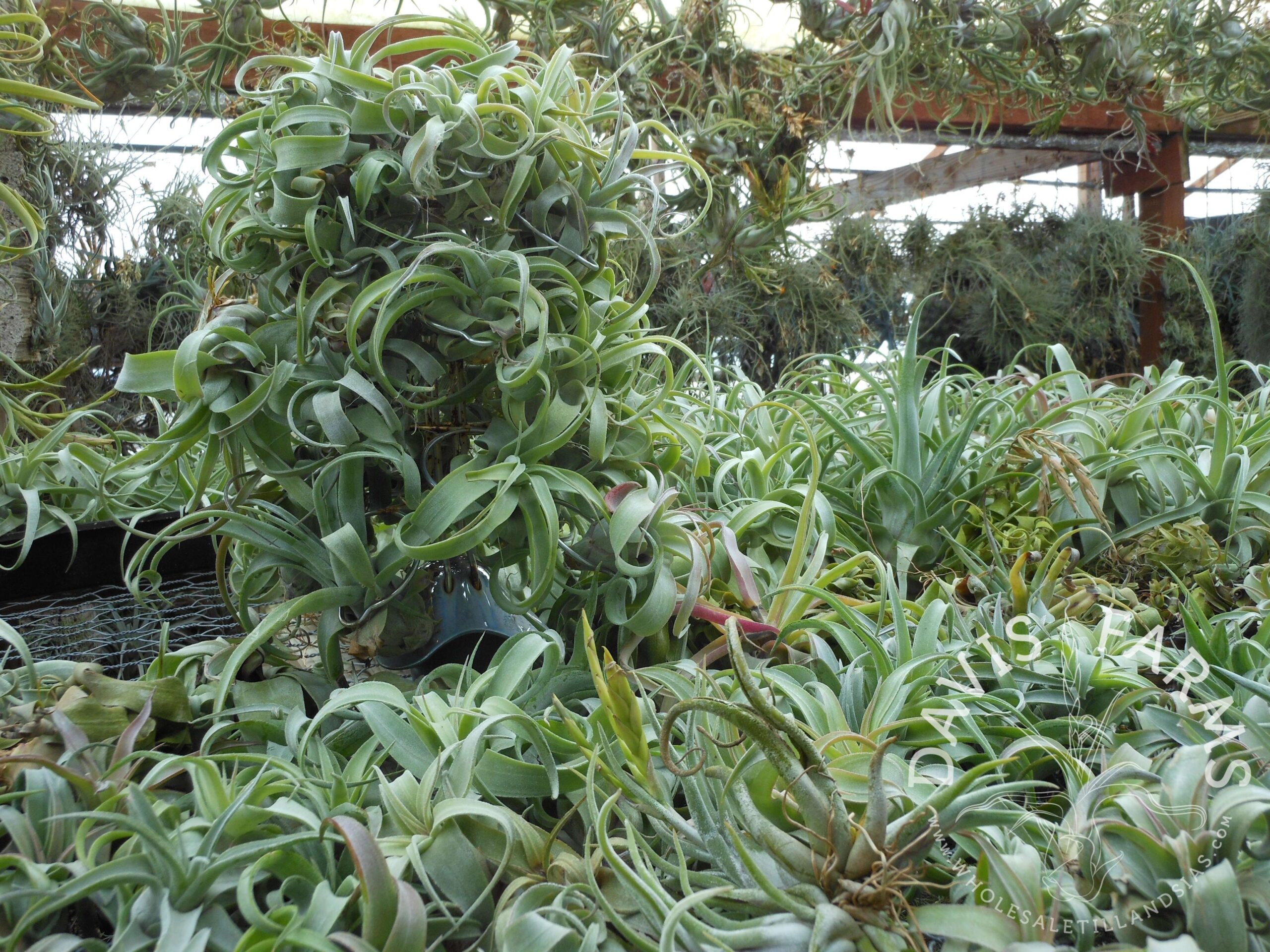 Tillandsia streptophylla