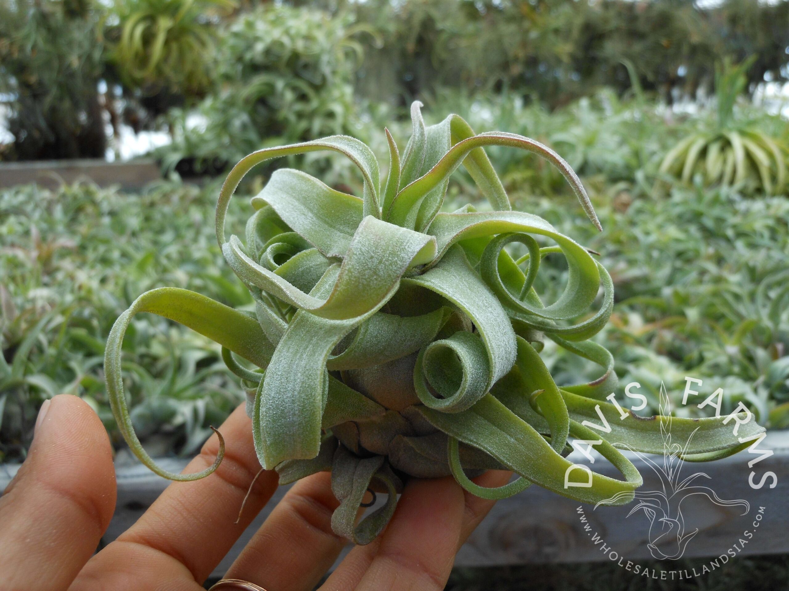 Tillandsia streptophylla