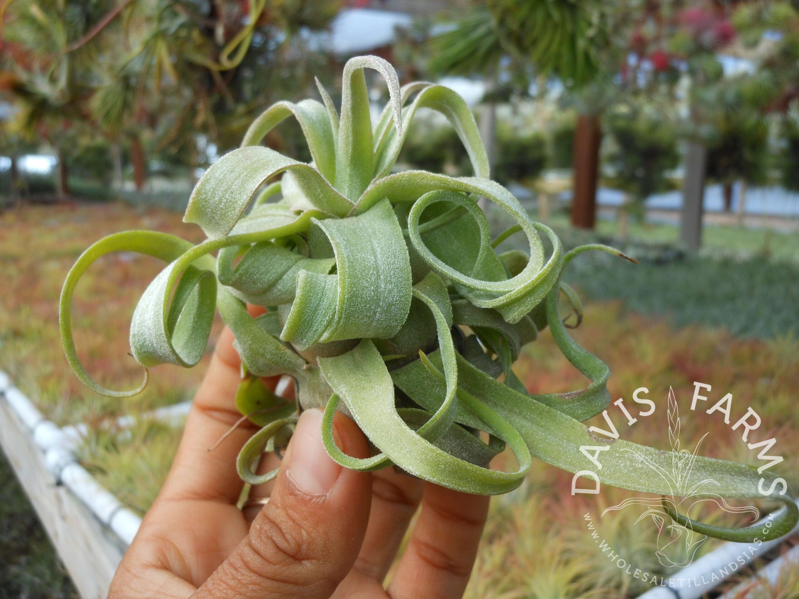 Tillandsia streptophylla