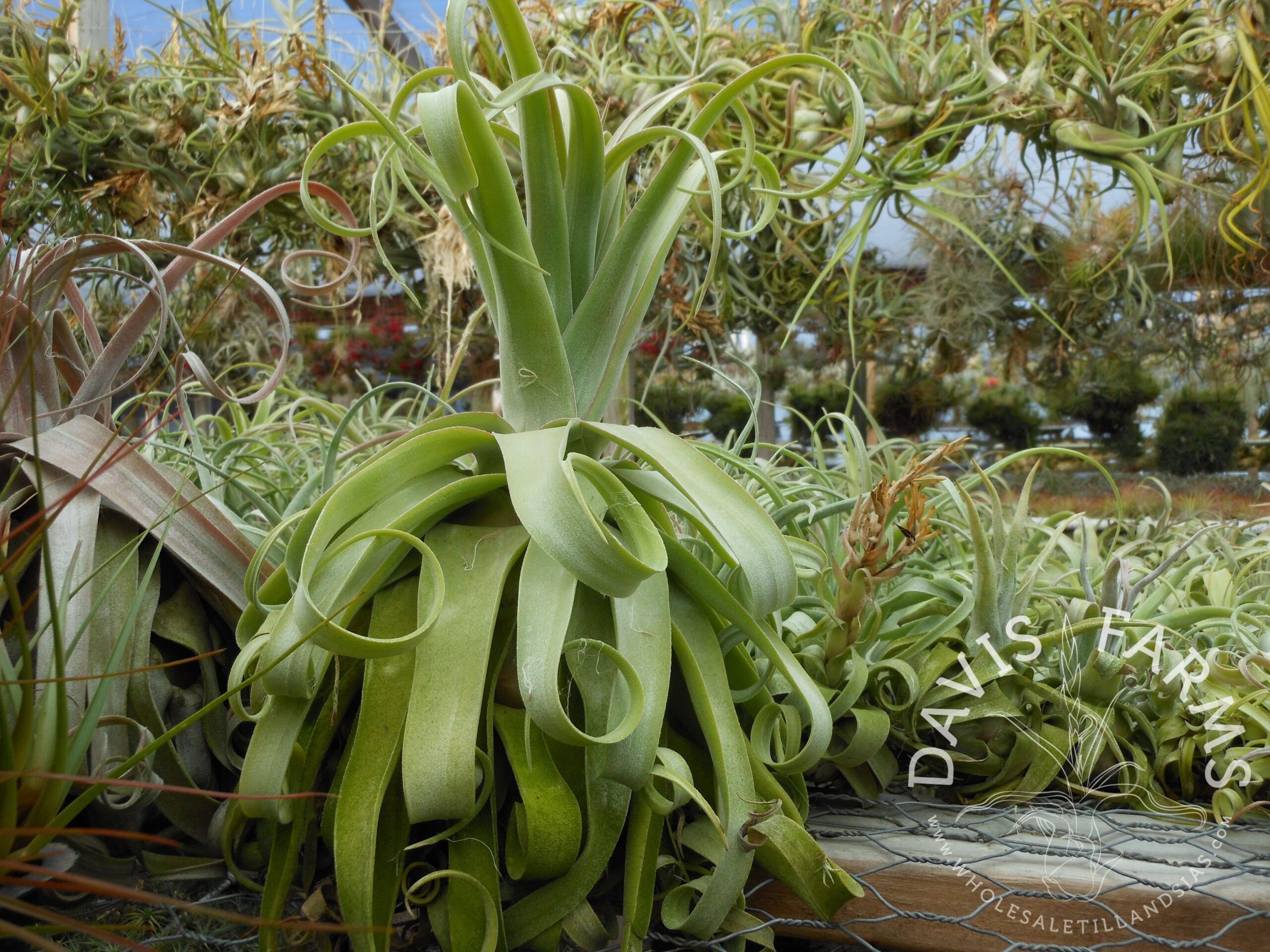 Tillandsia streptophylla