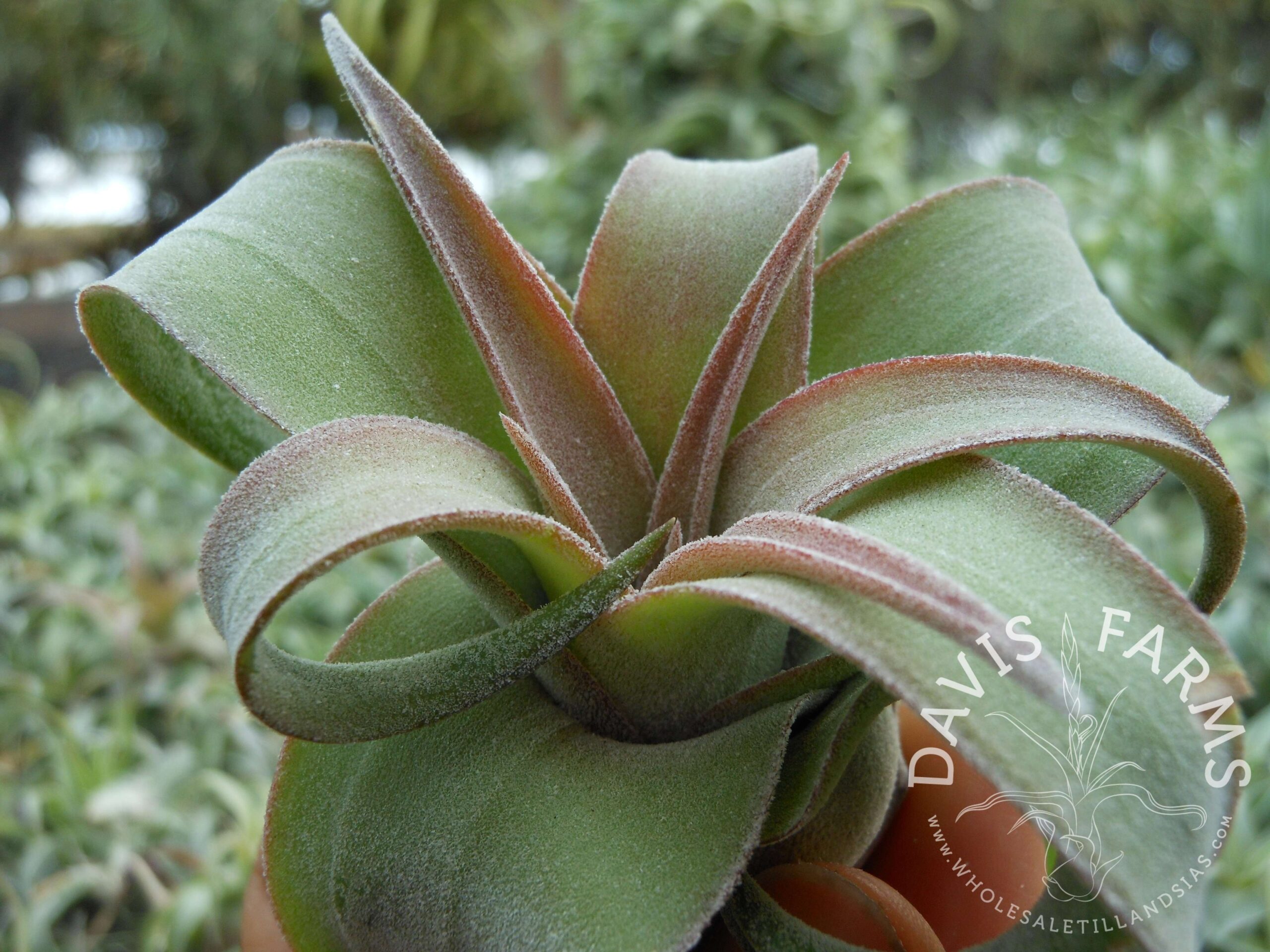 Tillandsia streptophylla