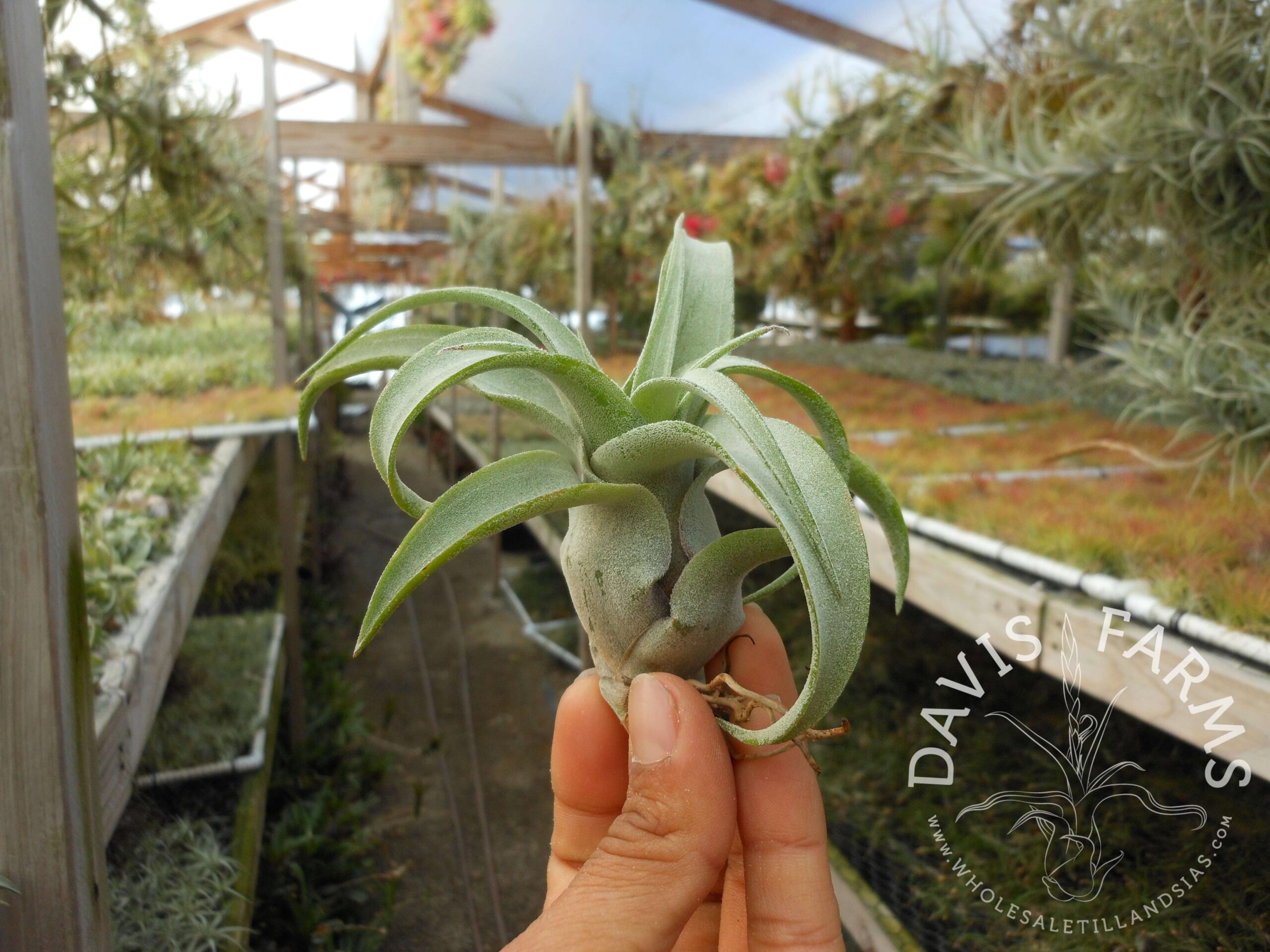 Tillandsia streptophylla