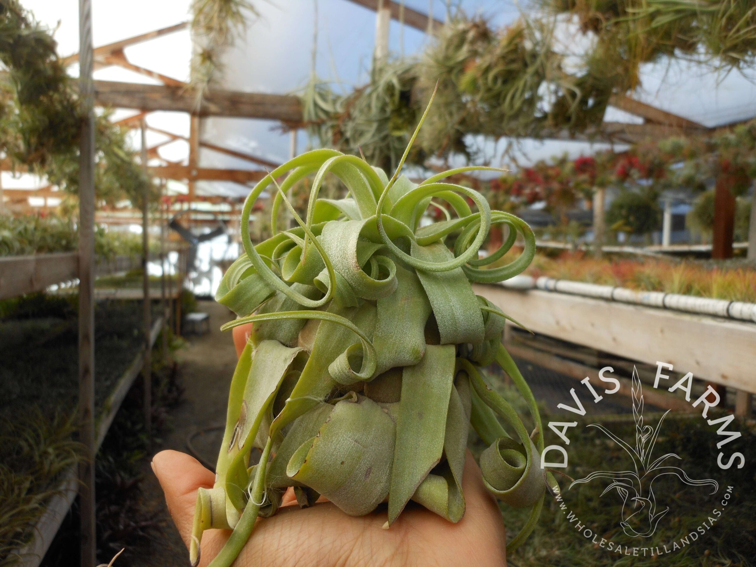 Tillandsia streptophylla