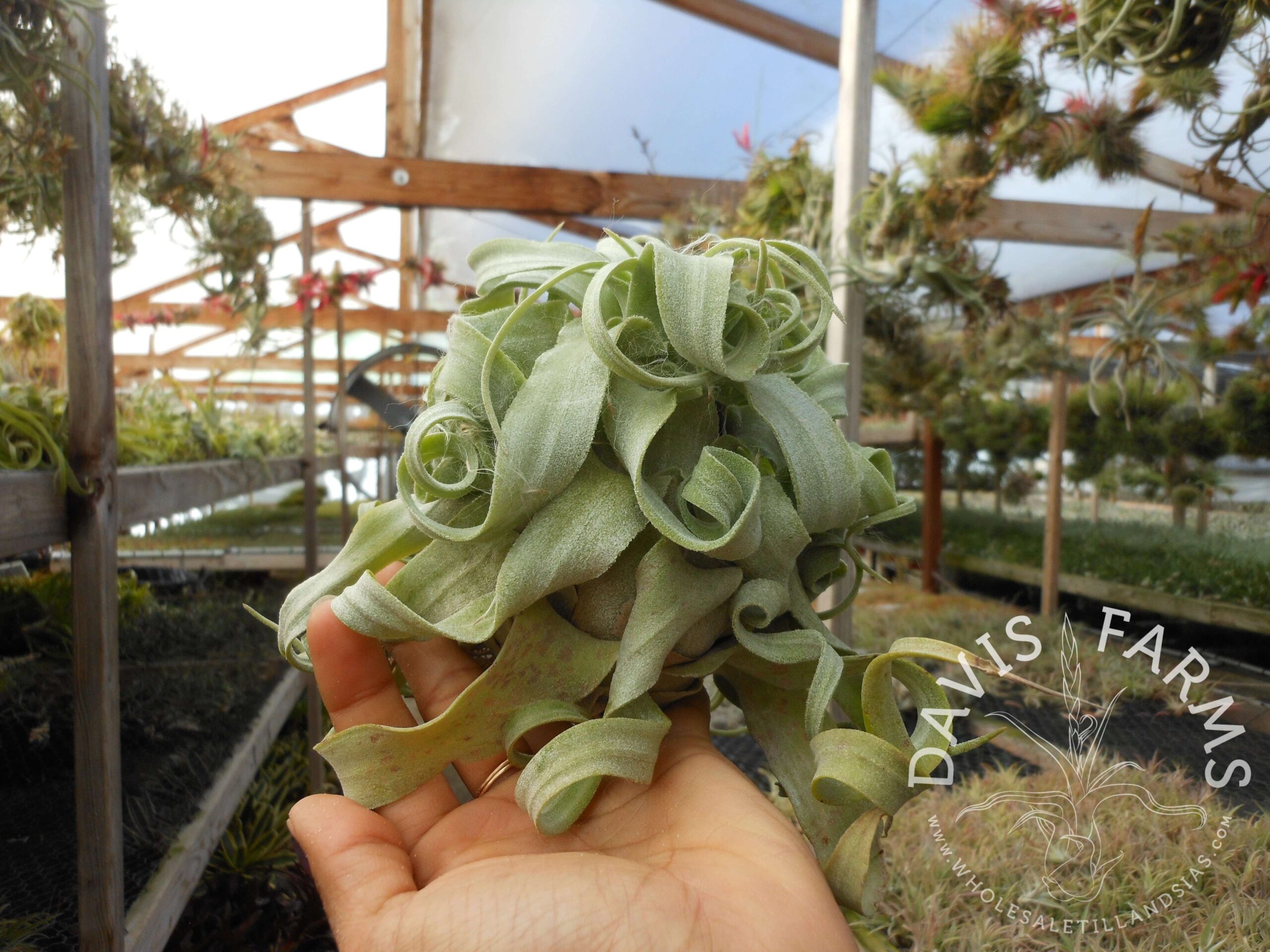 Tillandsia streptophylla