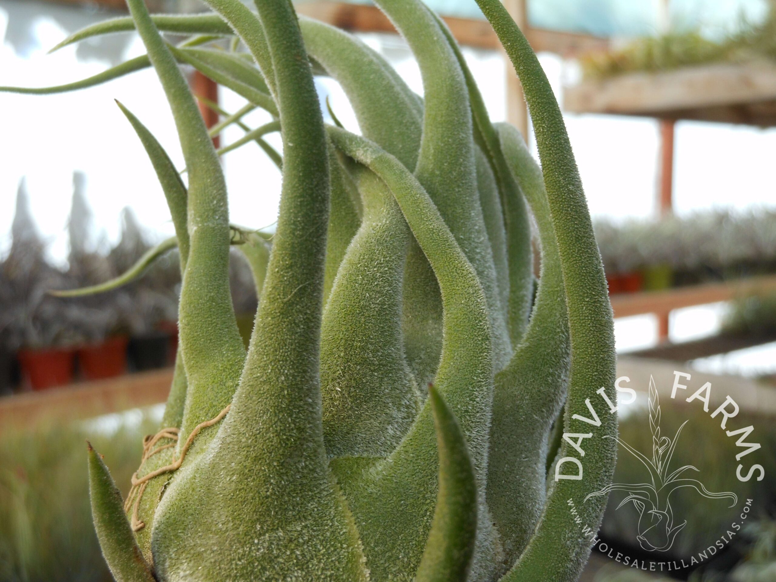 Tillandsia seleriana