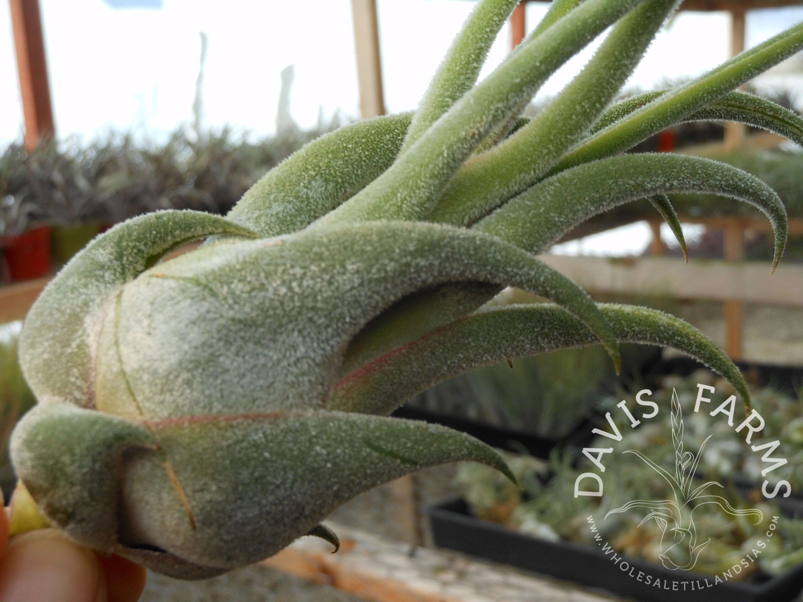 Tillandsia seleriana