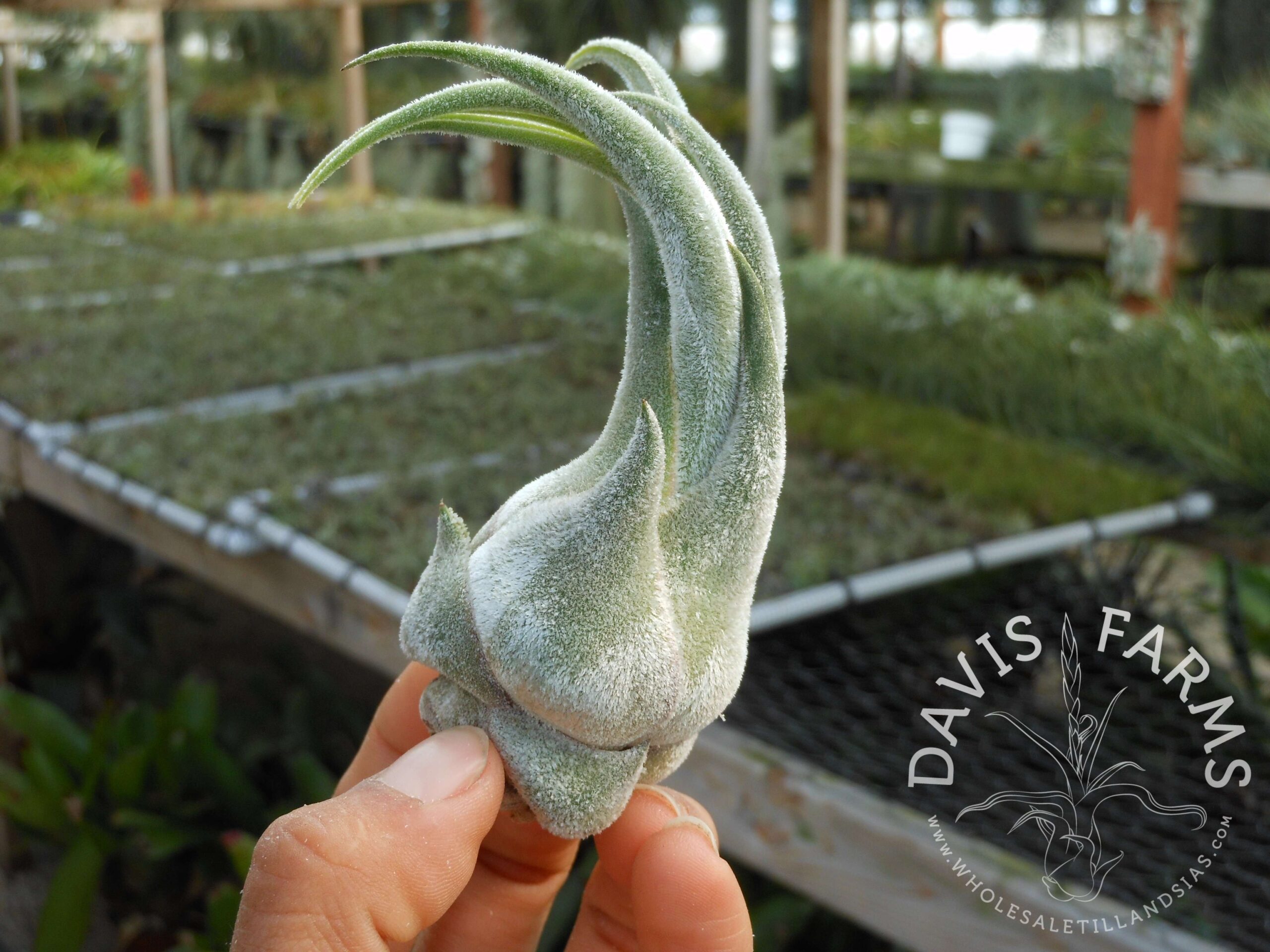 Tillandsia seleriana