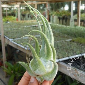 Tillandsia seleriana