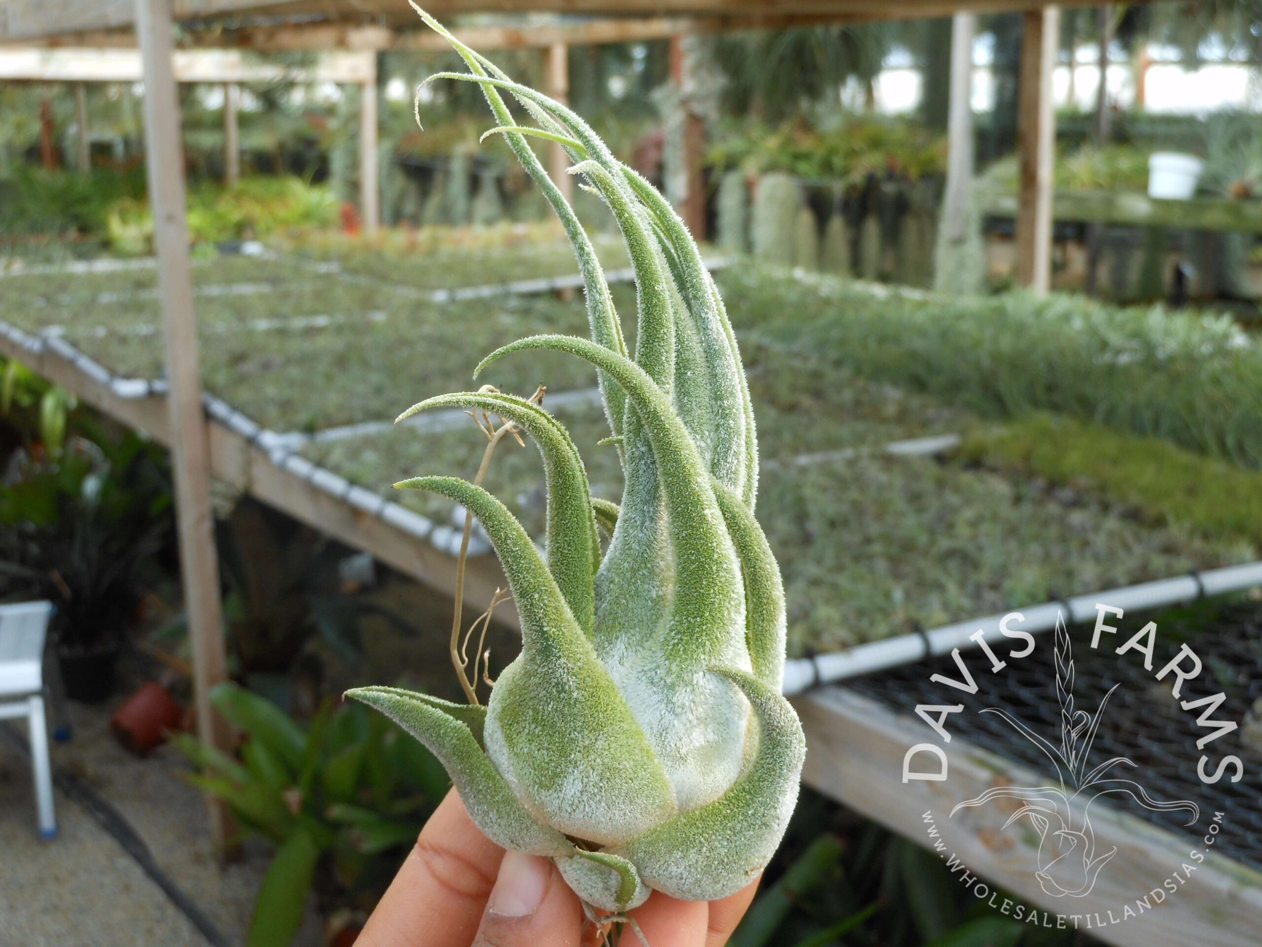 Tillandsia seleriana