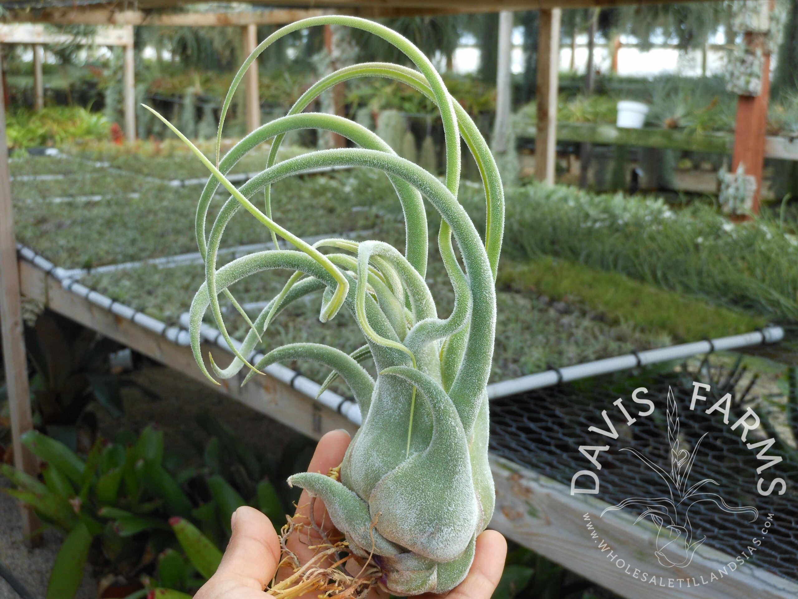 Tillandsia seleriana