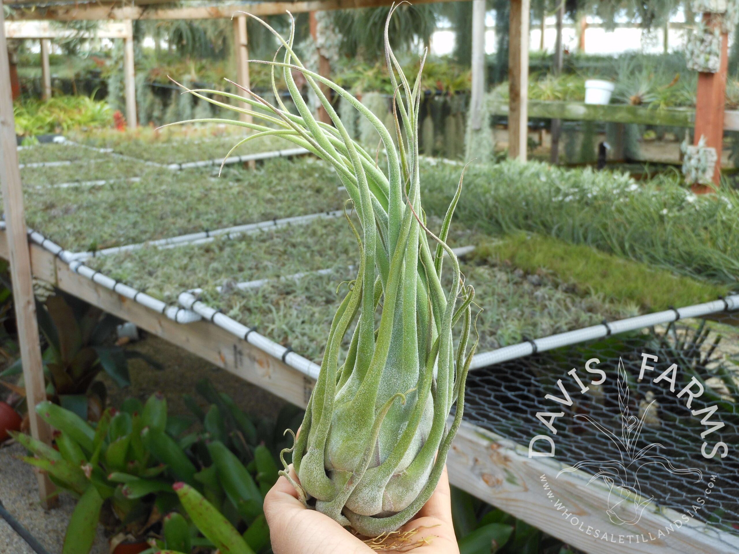 Tillandsia seleriana