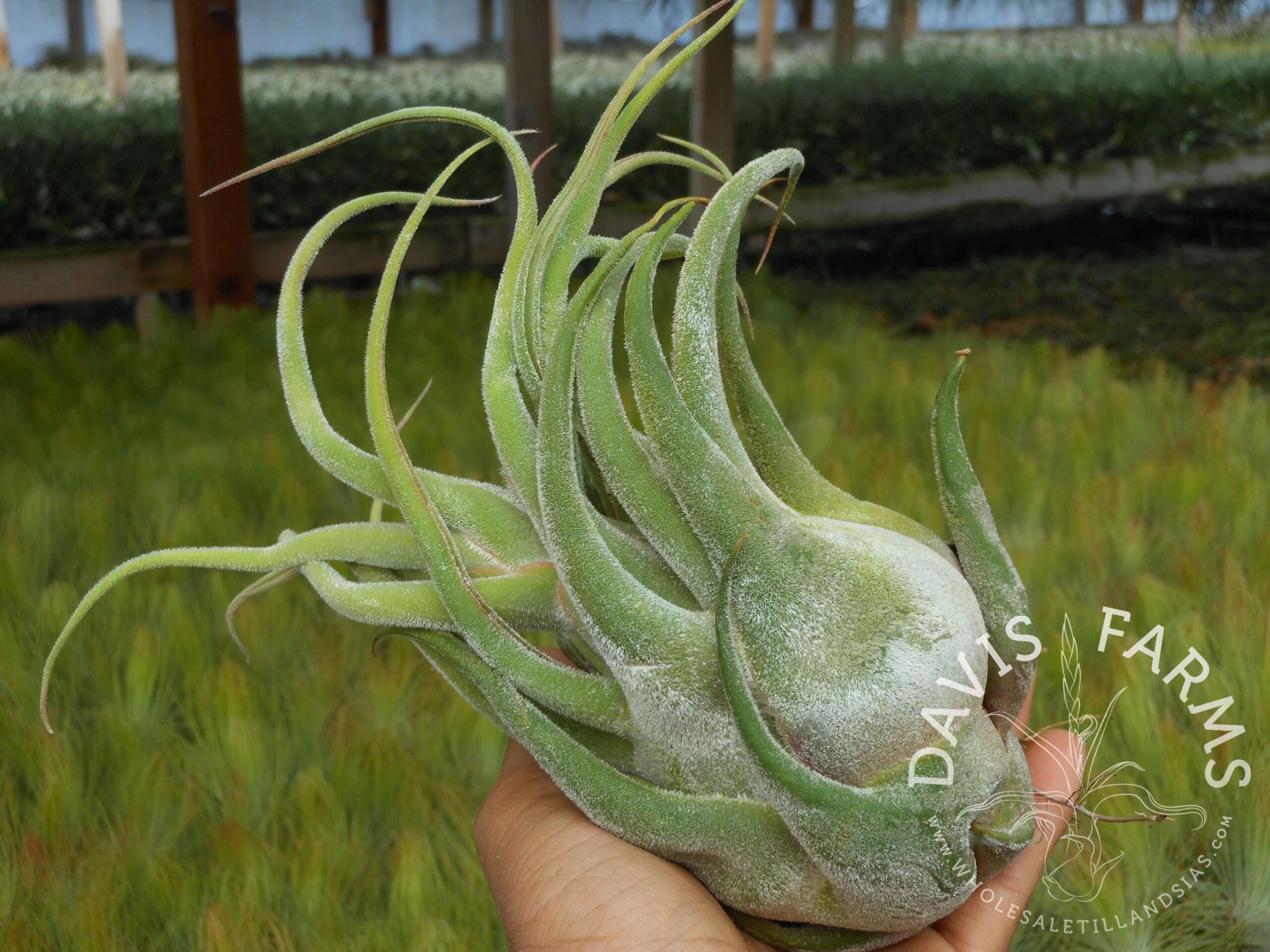 Tillandsia seleriana