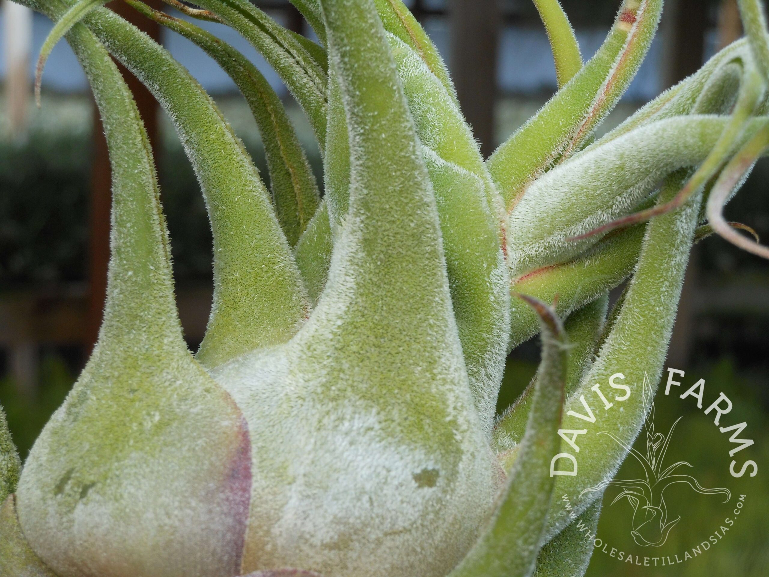 Tillandsia seleriana