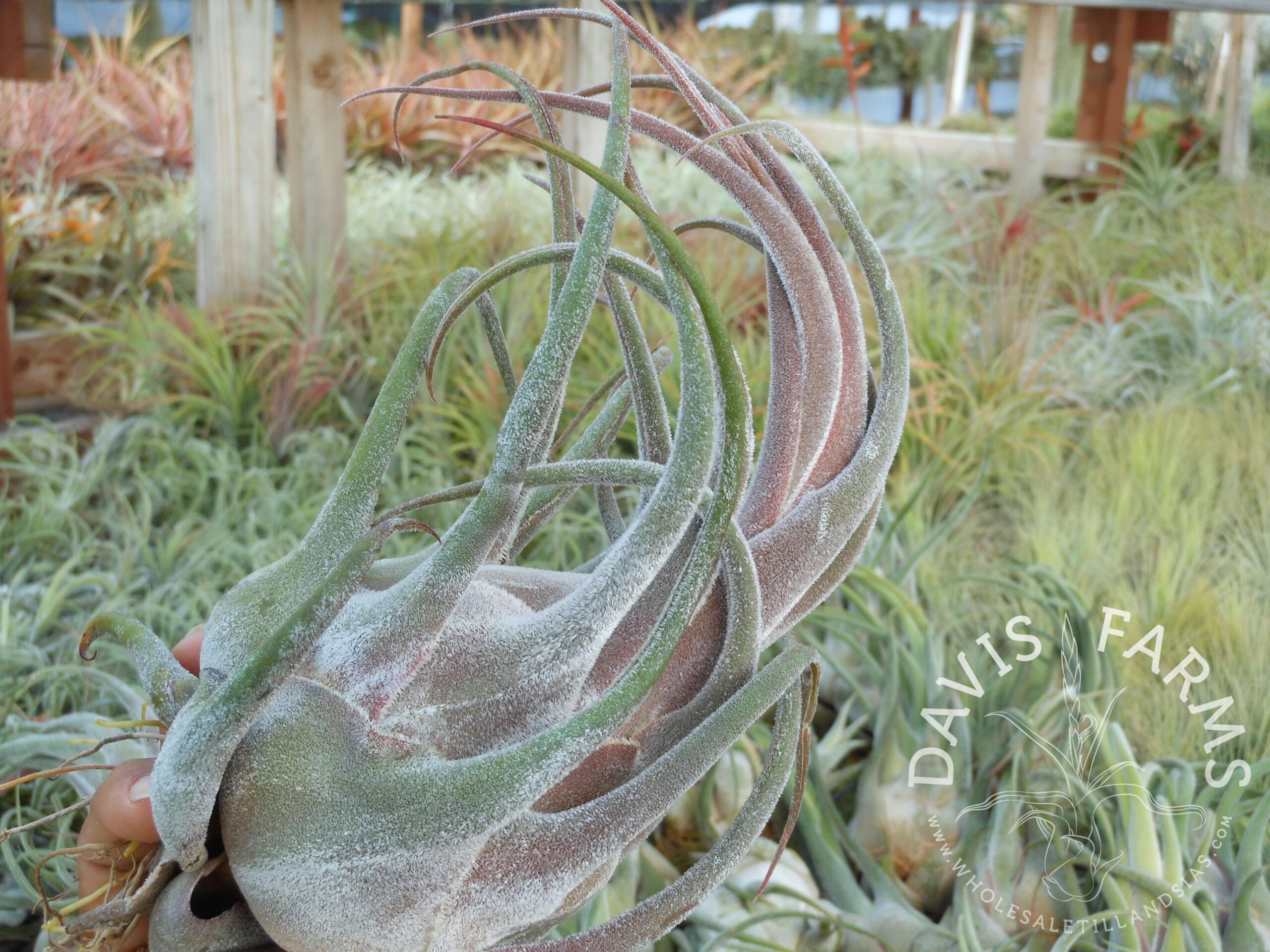 Tillandsia seleriana