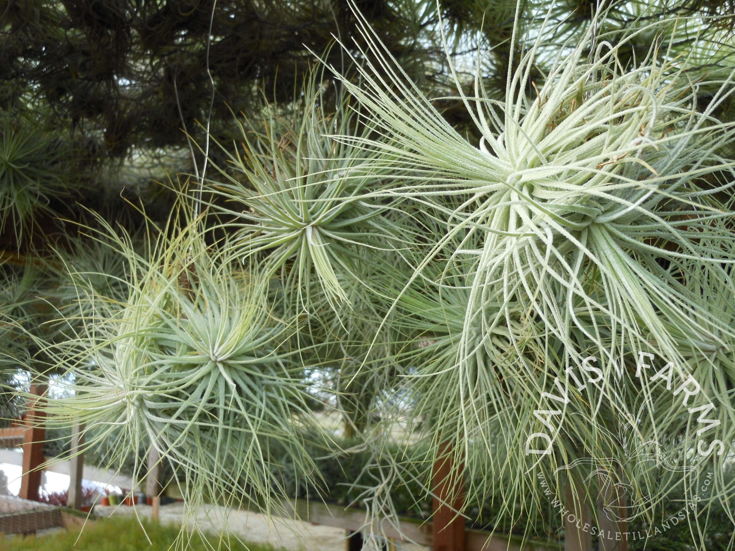 Tillandsia magnusiana