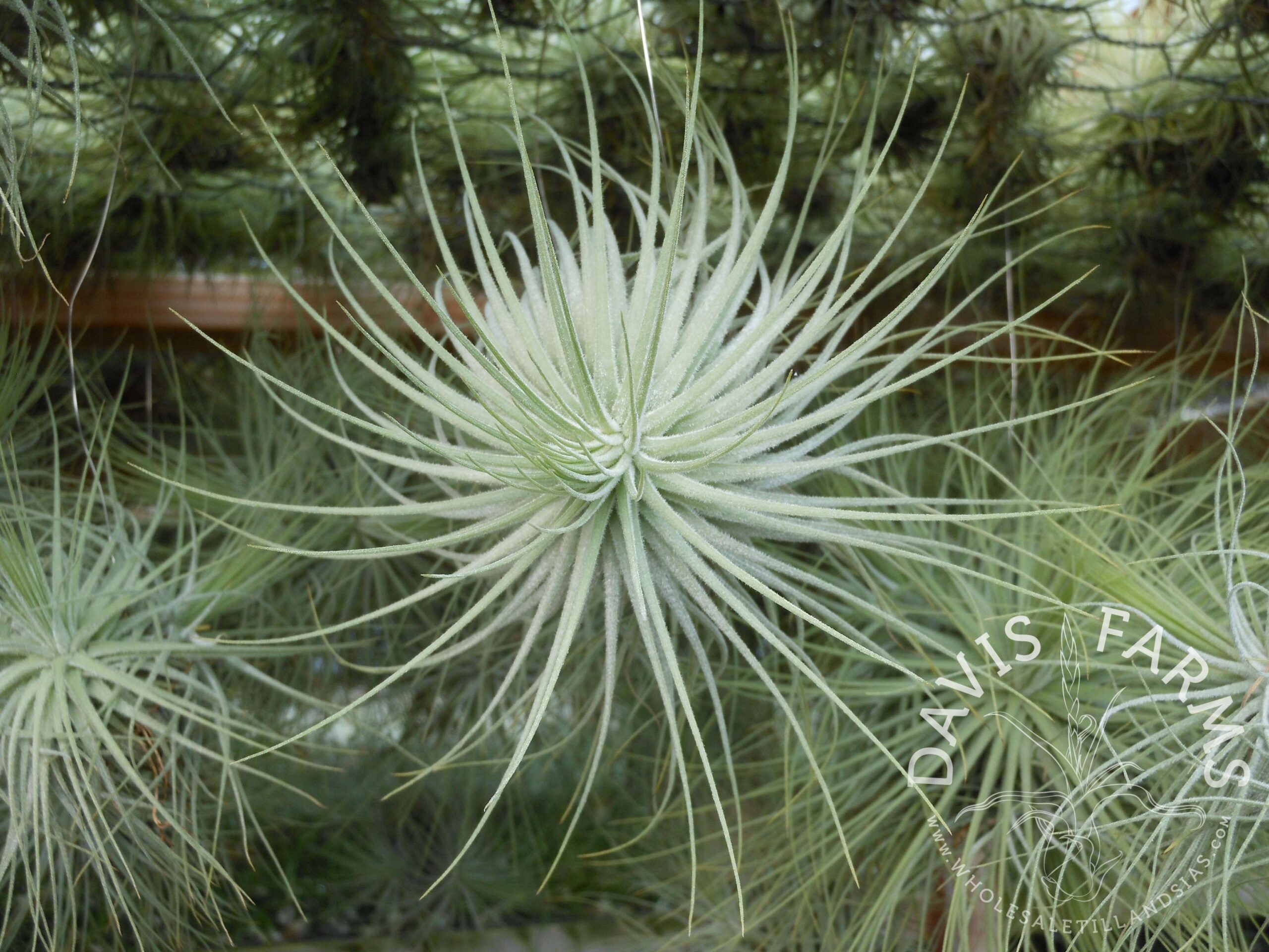 Tillandsia magnusiana