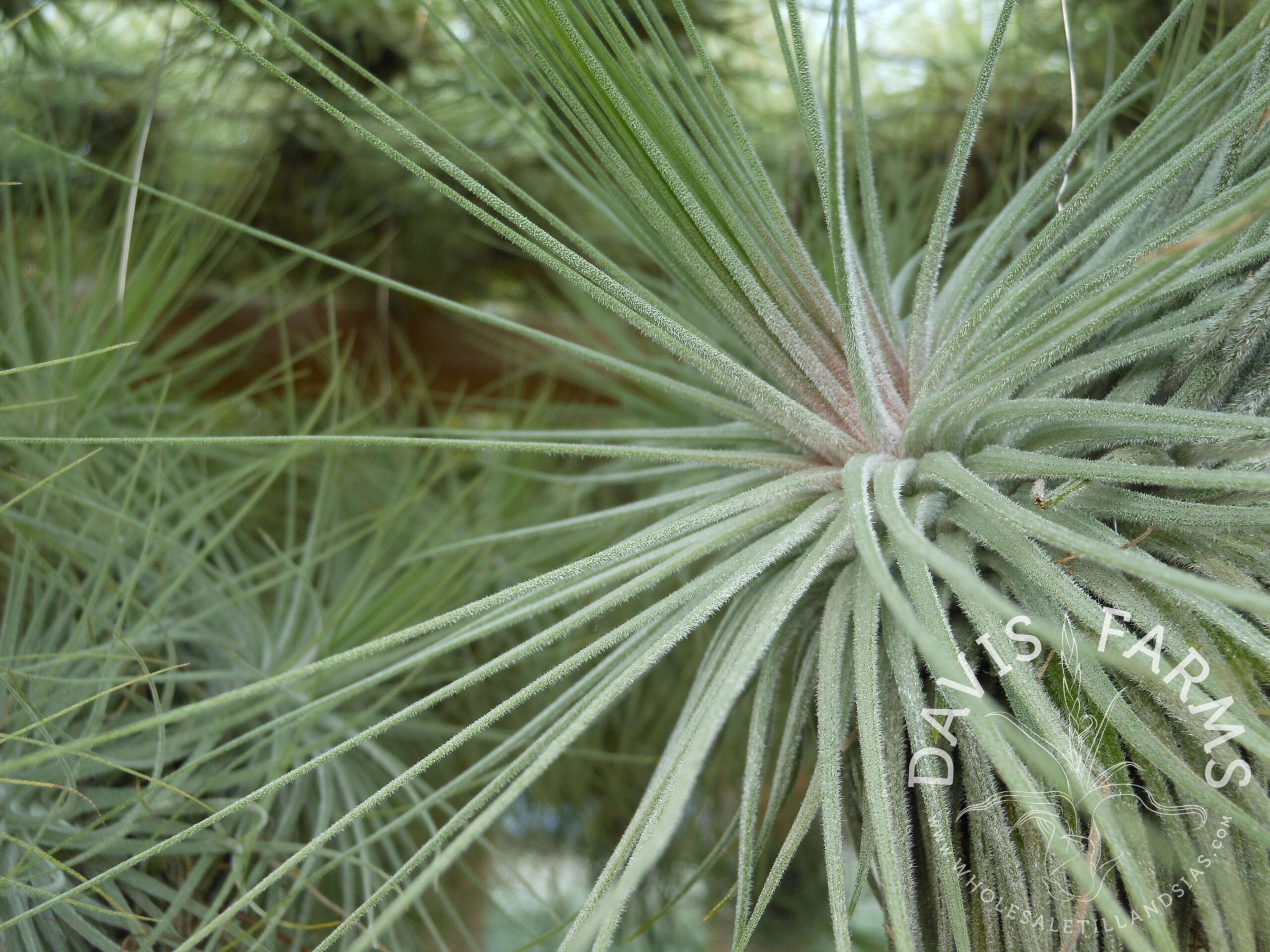 Tillandsia magnusiana