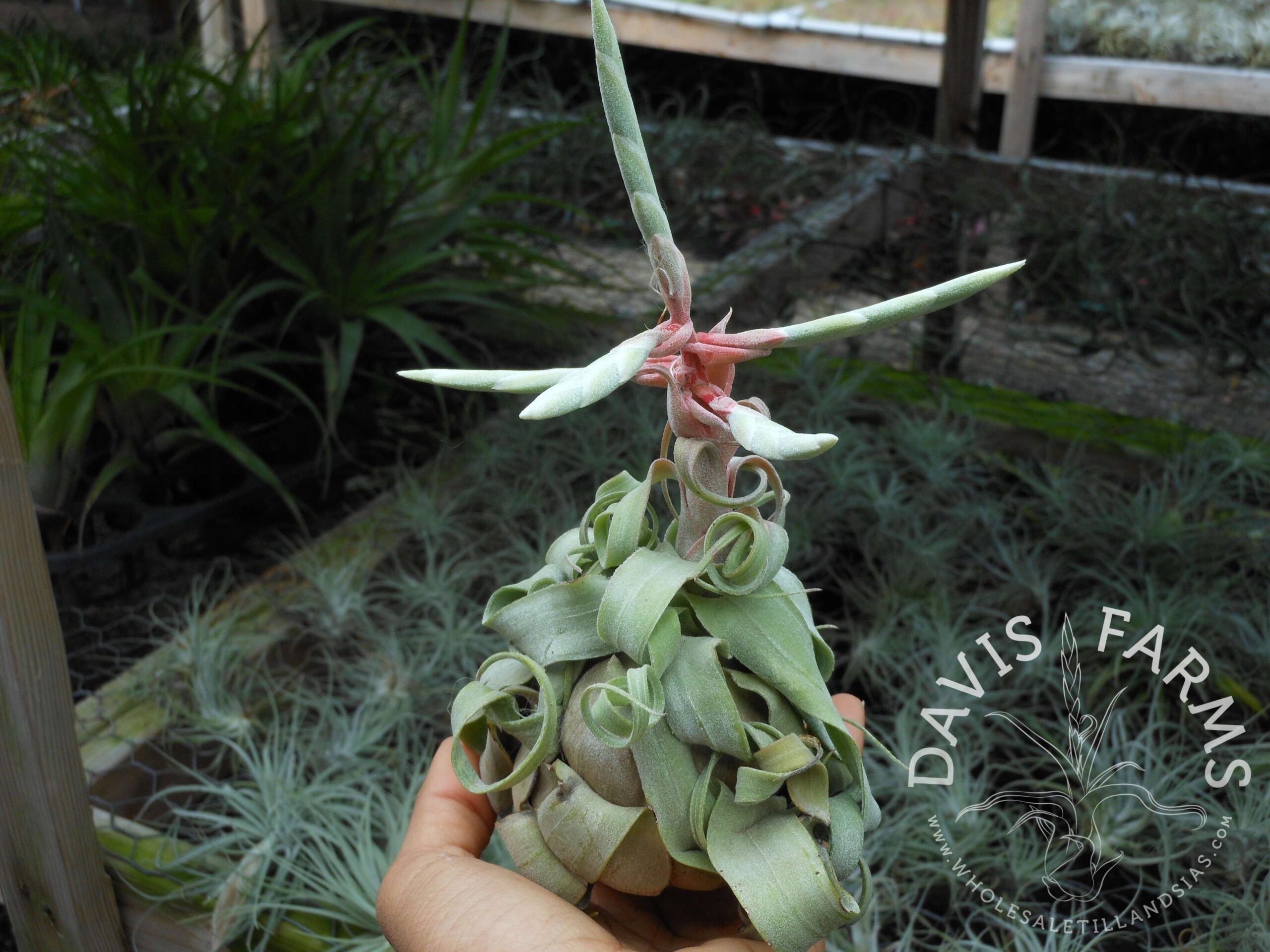 Tillandsia streptophylla