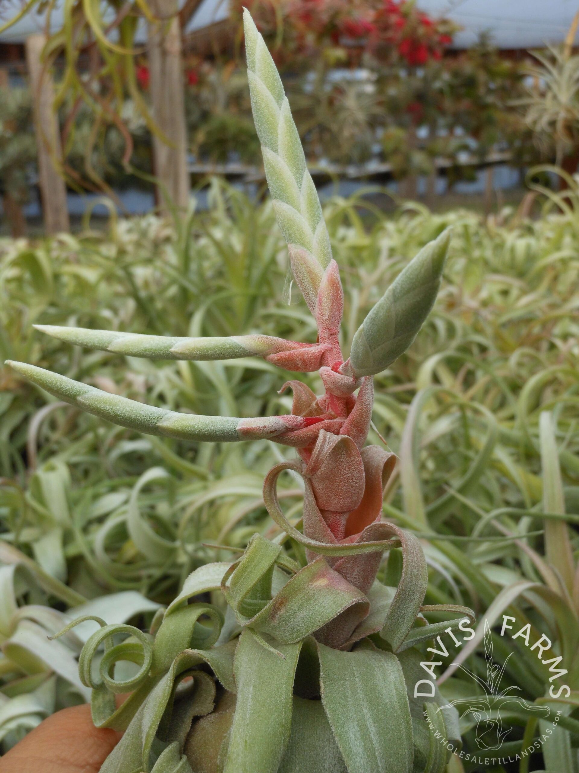 Tillandsia streptophylla