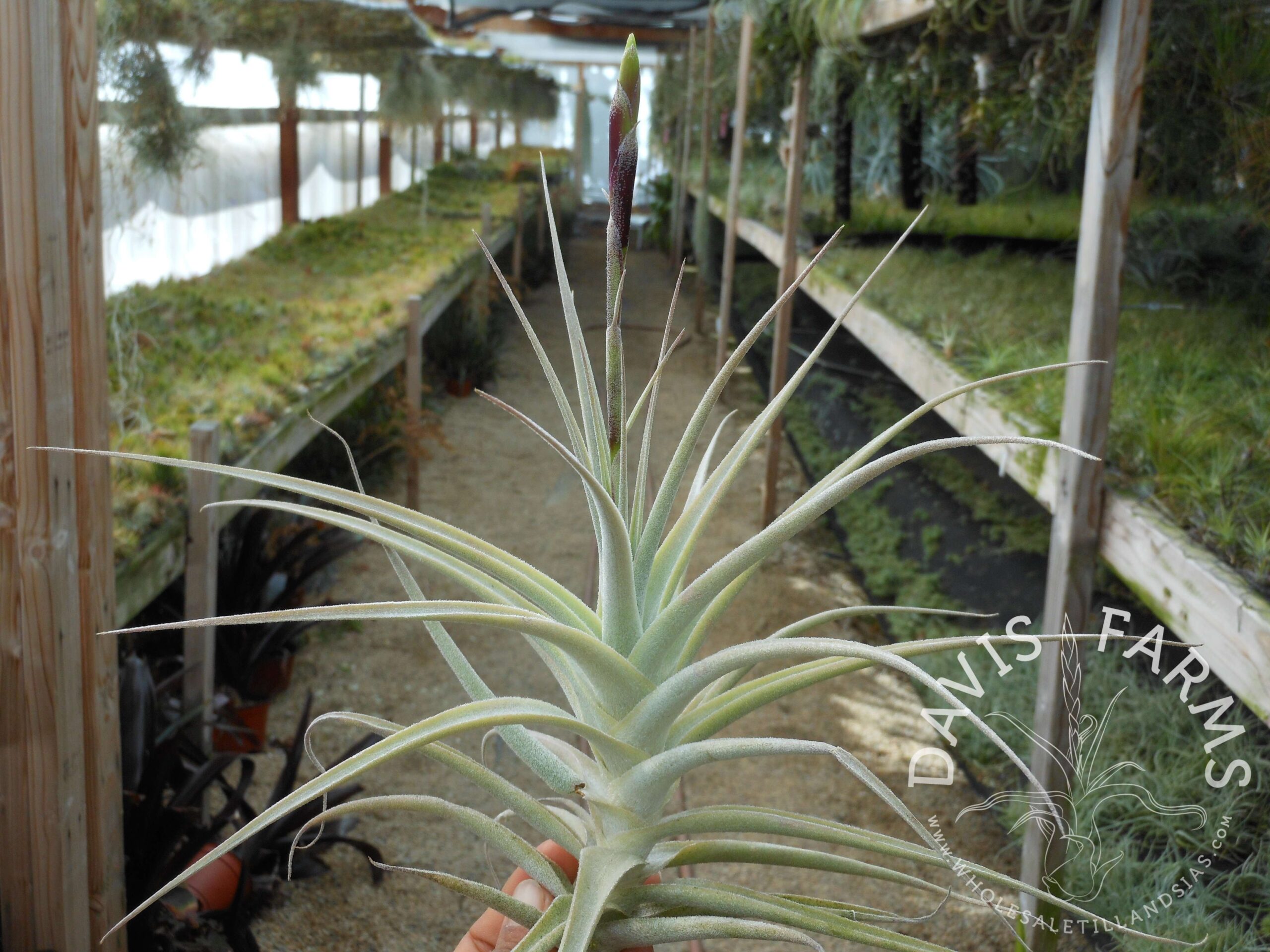 Tillandsia purpurea large form