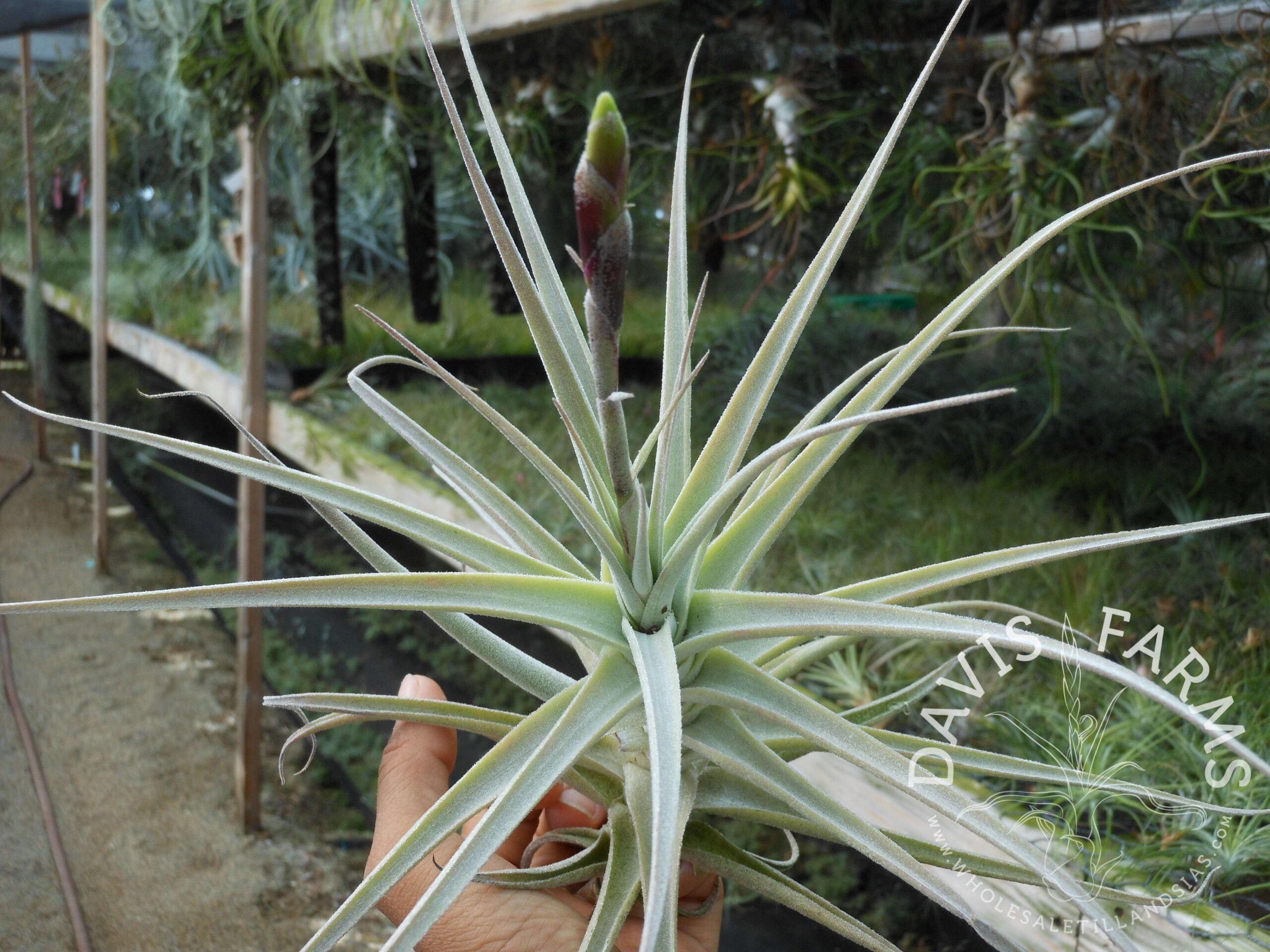 Tillandsia purpurea large form
