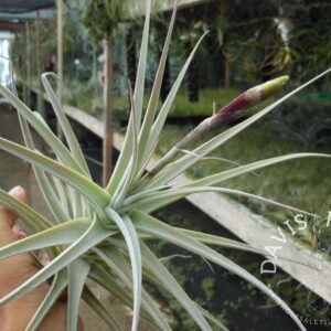 Tillandsia purpurea large form