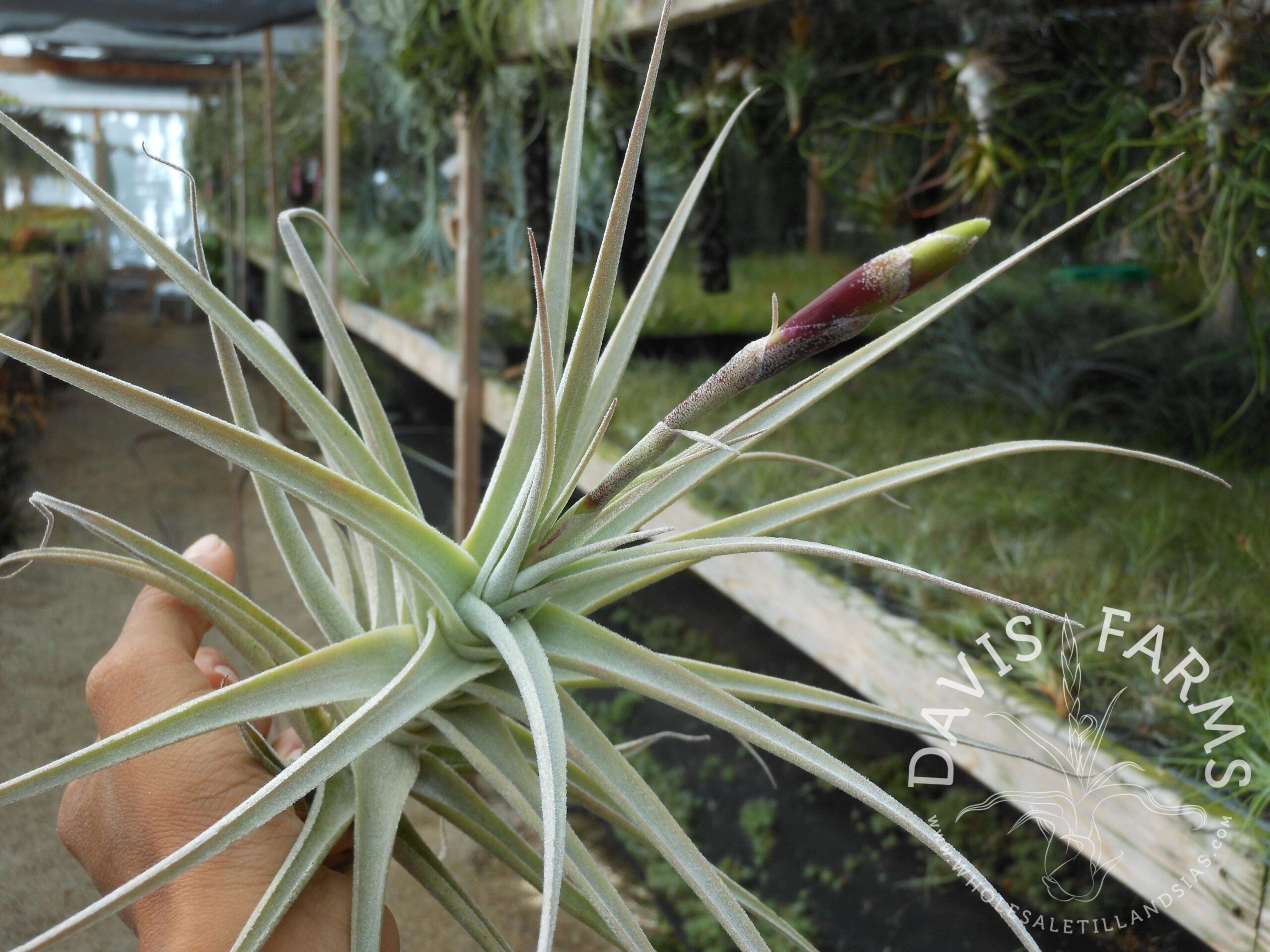 Tillandsia purpurea large form