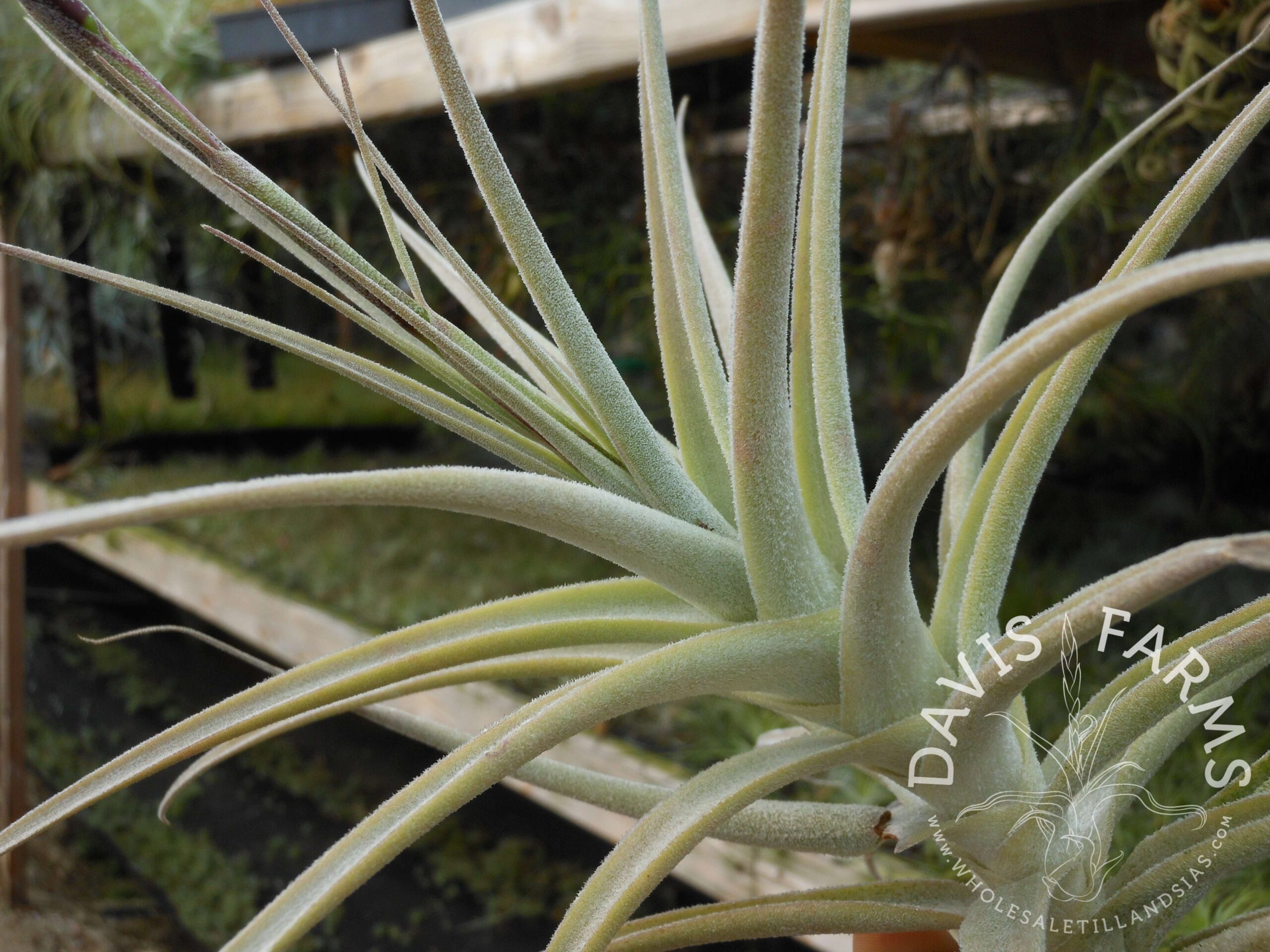 Tillandsia purpurea large form