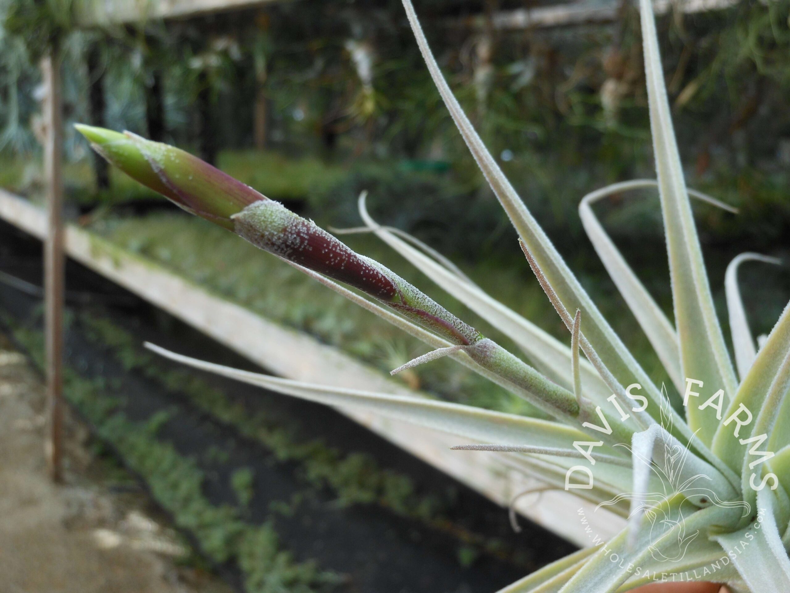 Tillandsia purpurea large form