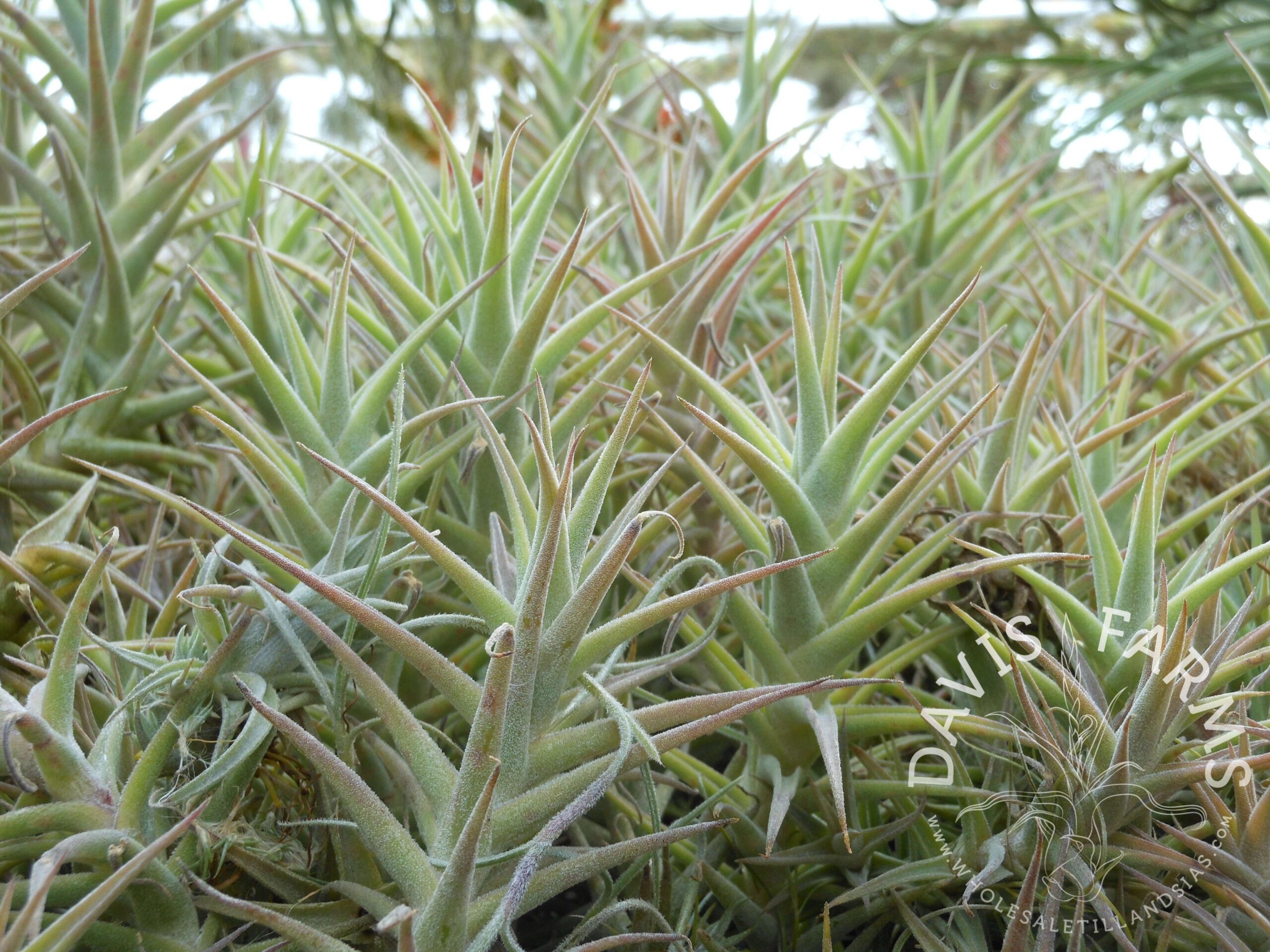 Tillandsia purpurea 'enano shooting star'