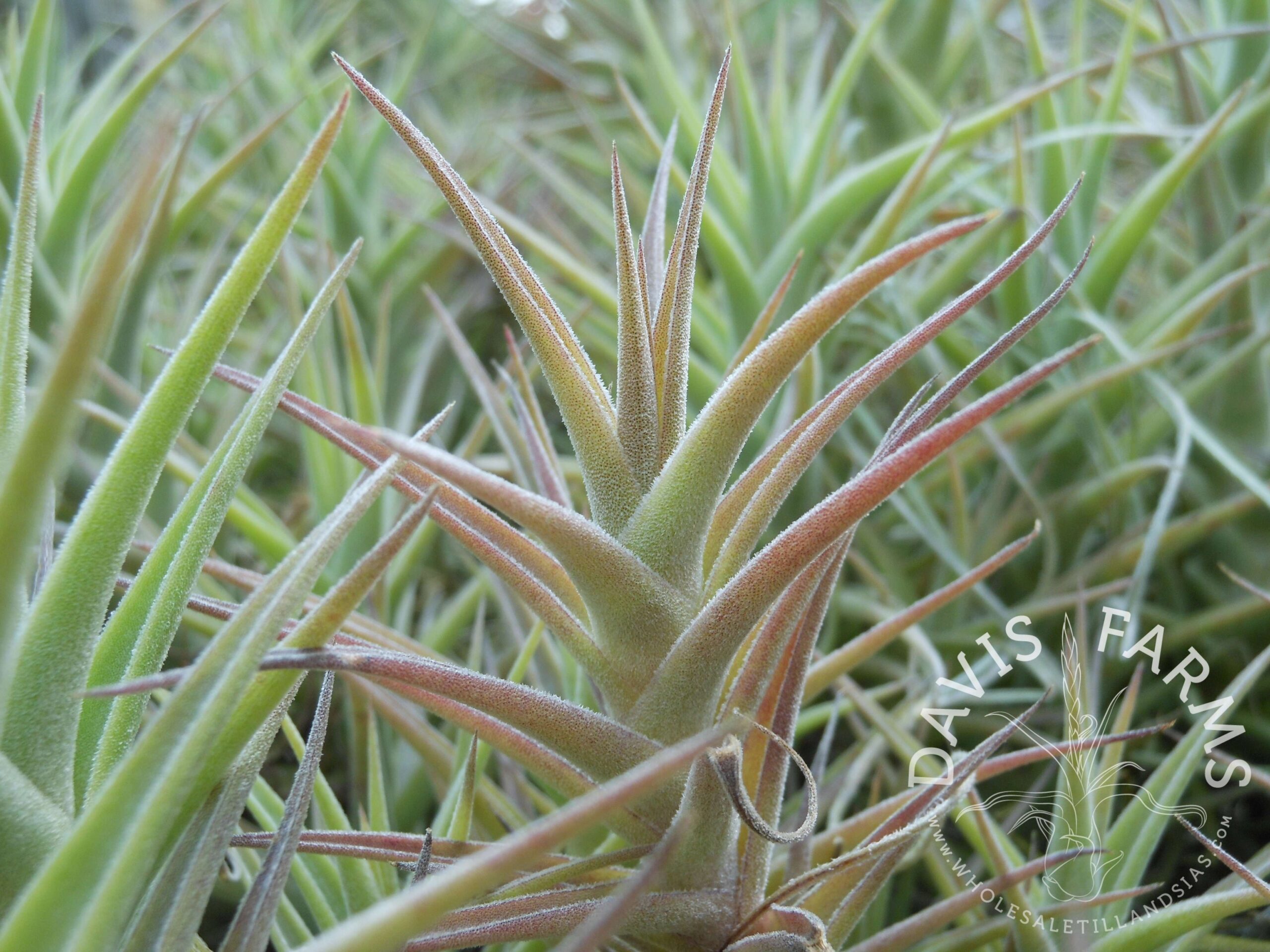 Tillandsia purpurea 'enano shooting star'