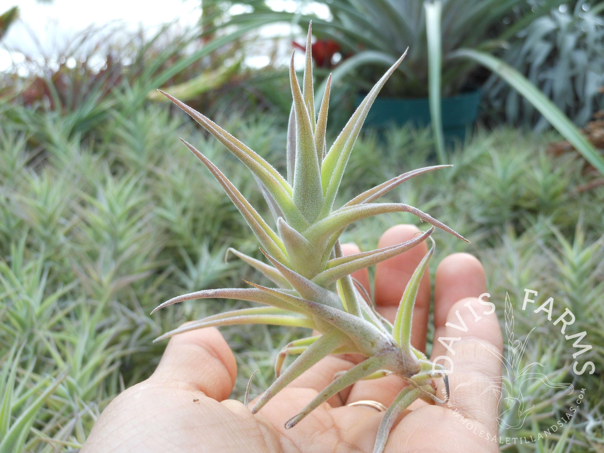 Tillandsia purpurea 'enano shooting star'