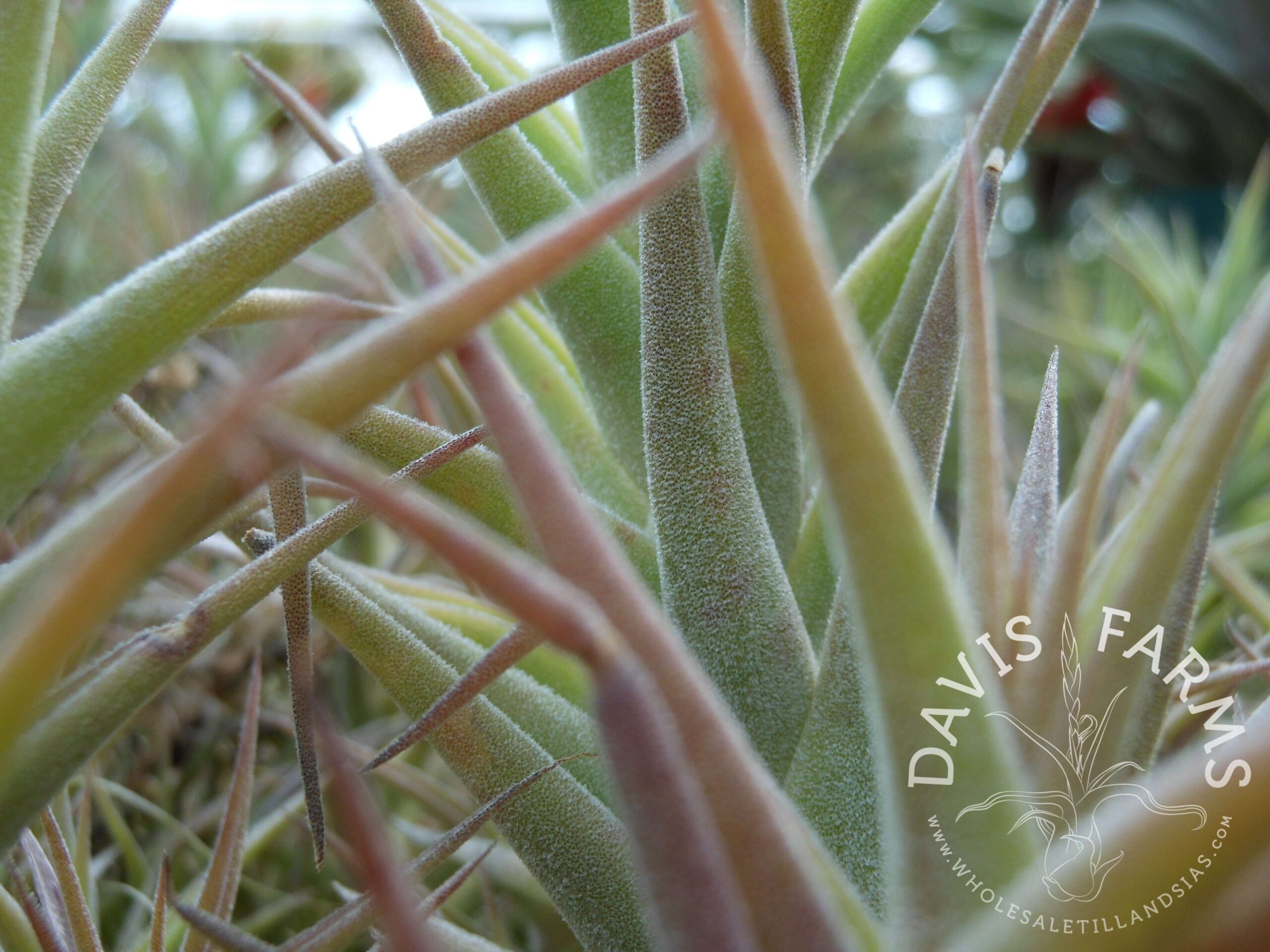 Tillandsia purpurea 'enano shooting star'