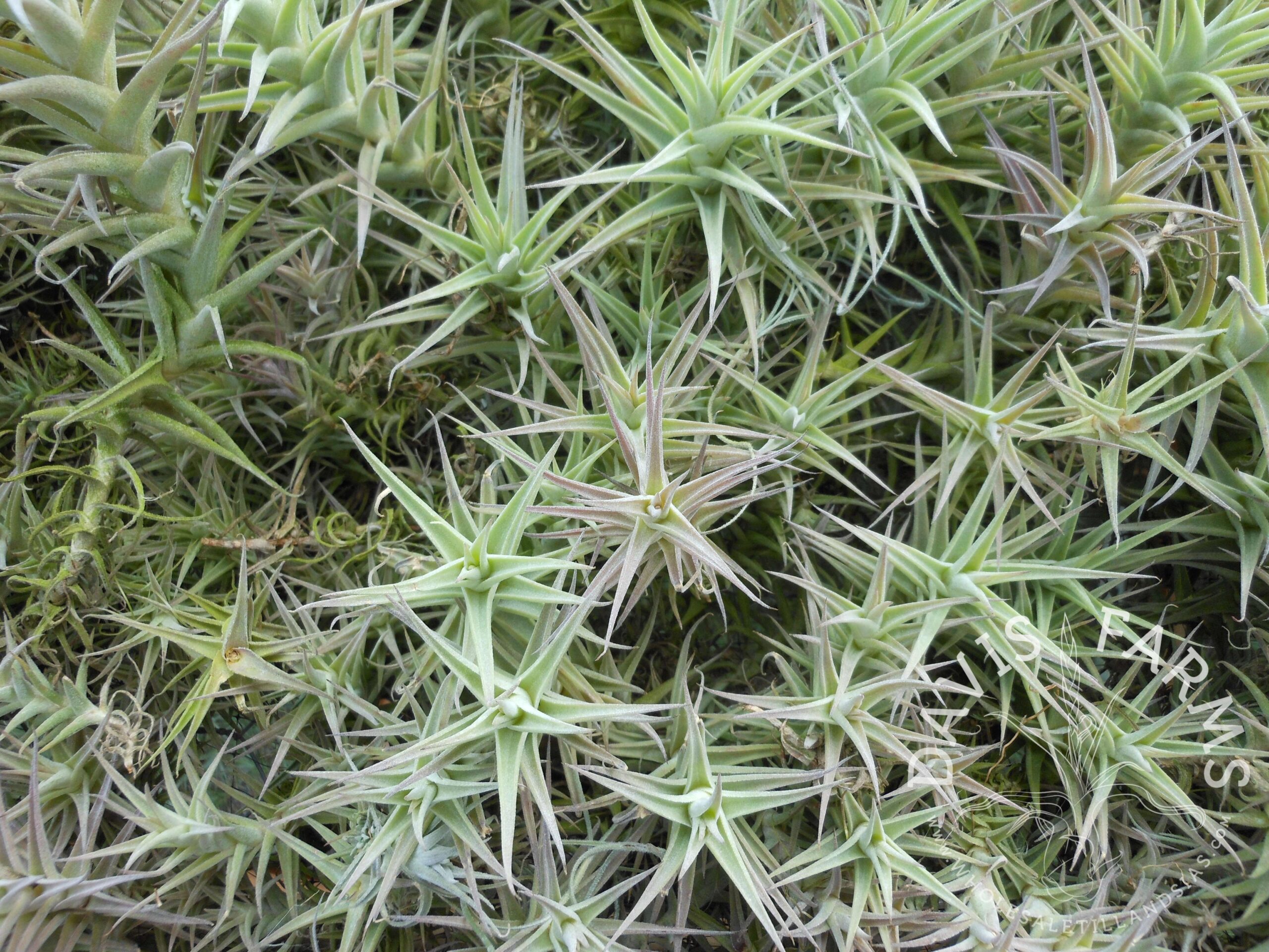 Tillandsia purpurea 'enano shooting star'