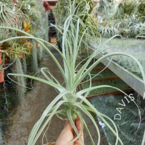 Tillandsia straminea