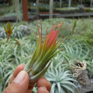Tillandsia scaposa