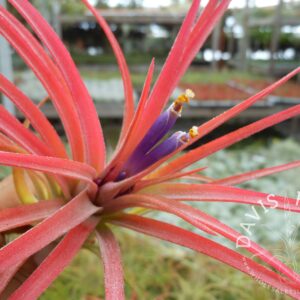 Tillandsia victoriana (T. ionantha x brachycaulos)