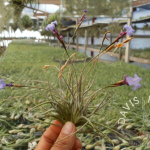 Tillandsia bandensis
