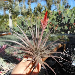 Tillandsia vernicosa