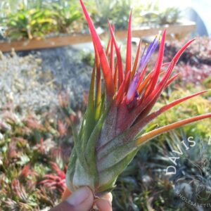 Tillandsia seleriana x ionantha
