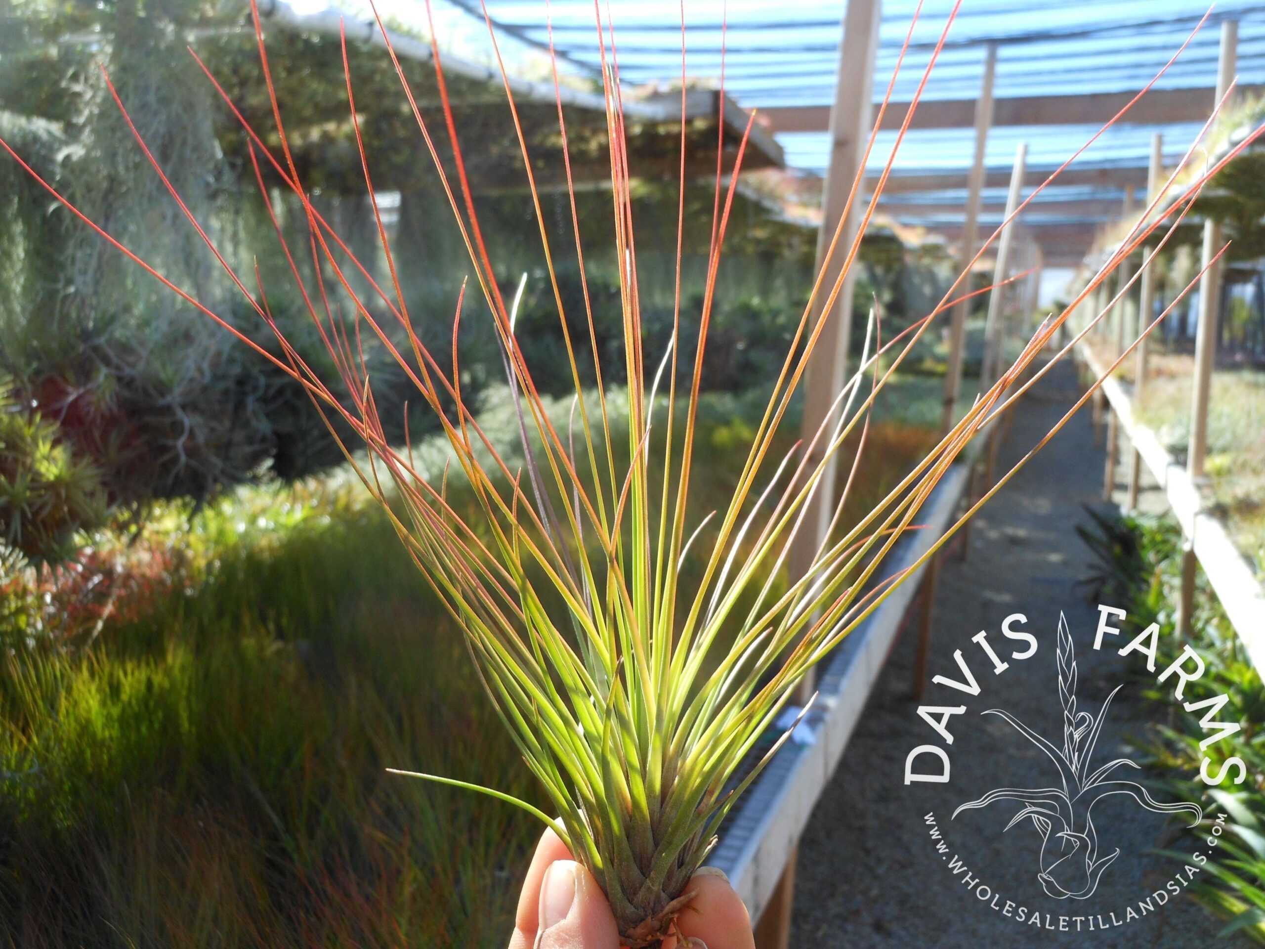 Tillandsia juncifolia red hybrid