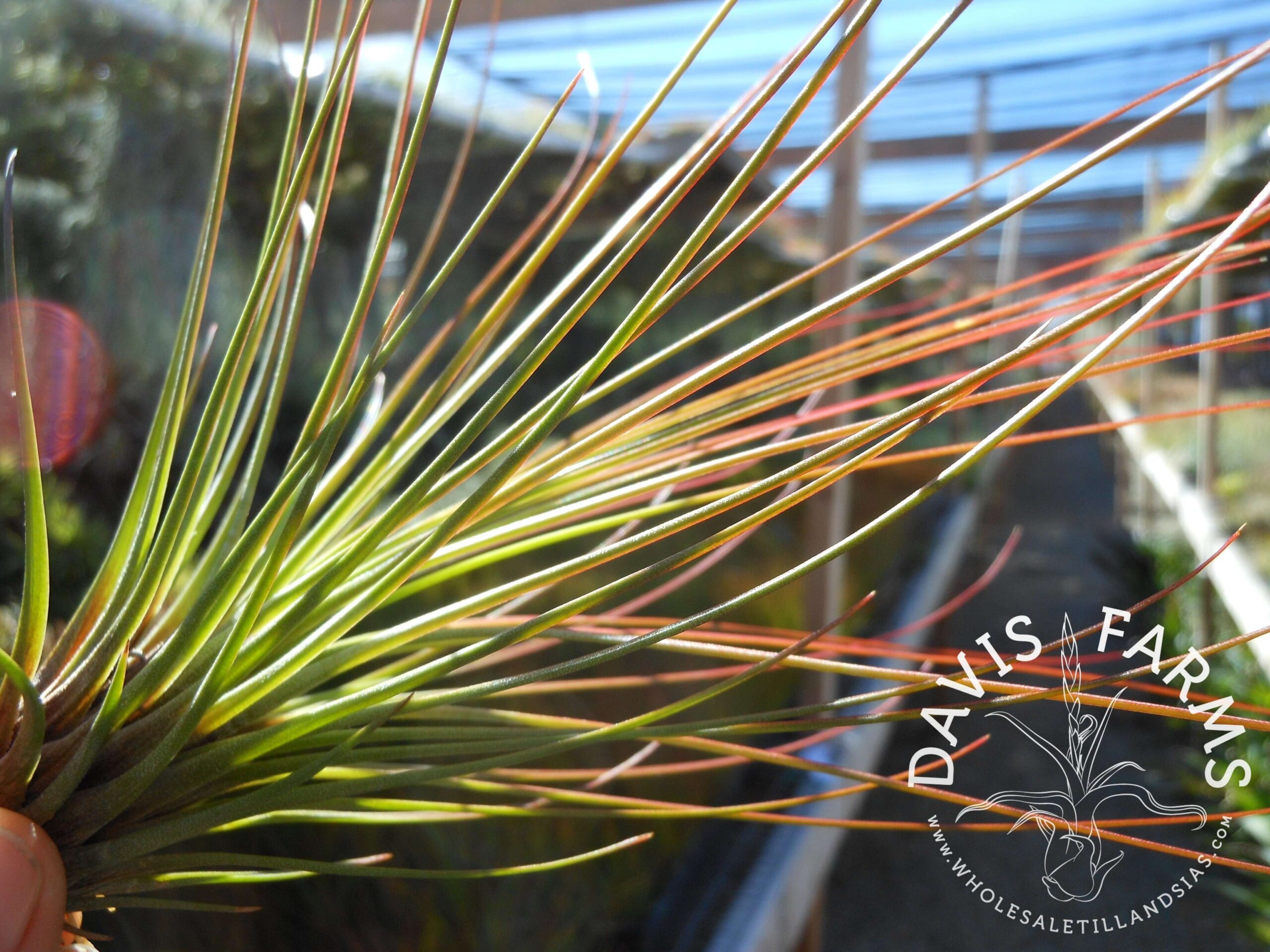 Tillandsia juncifolia red hybrid